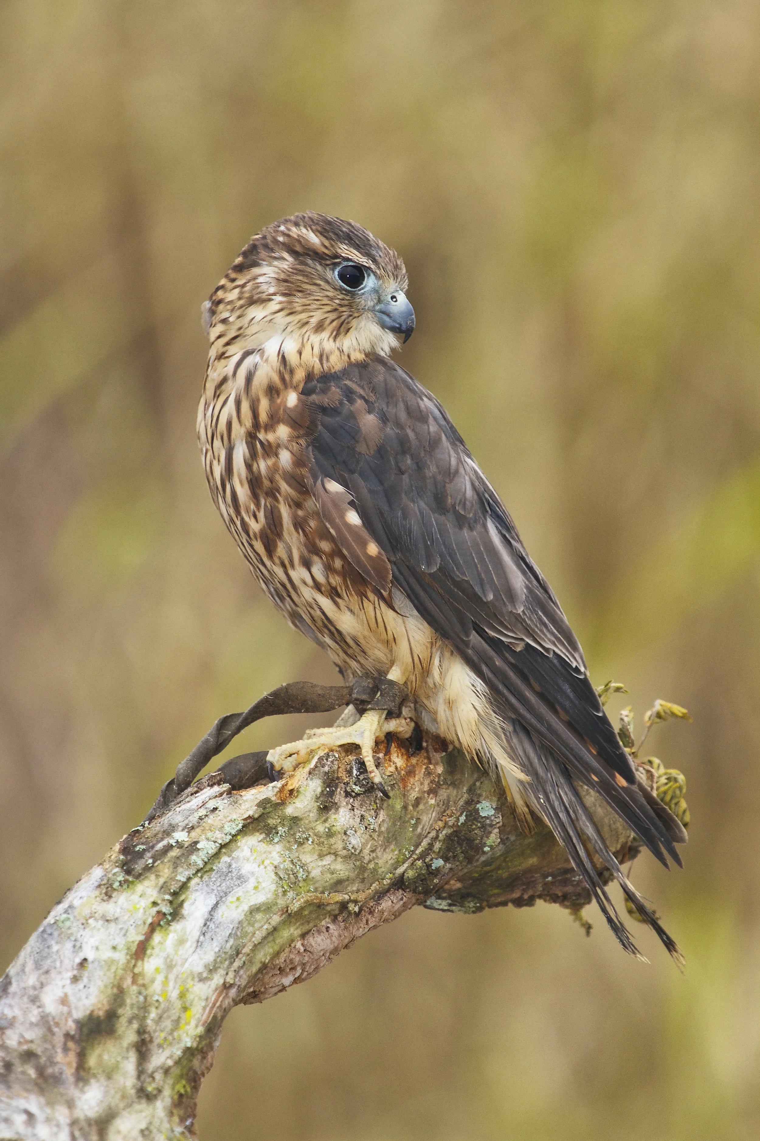 Merlin falcon.