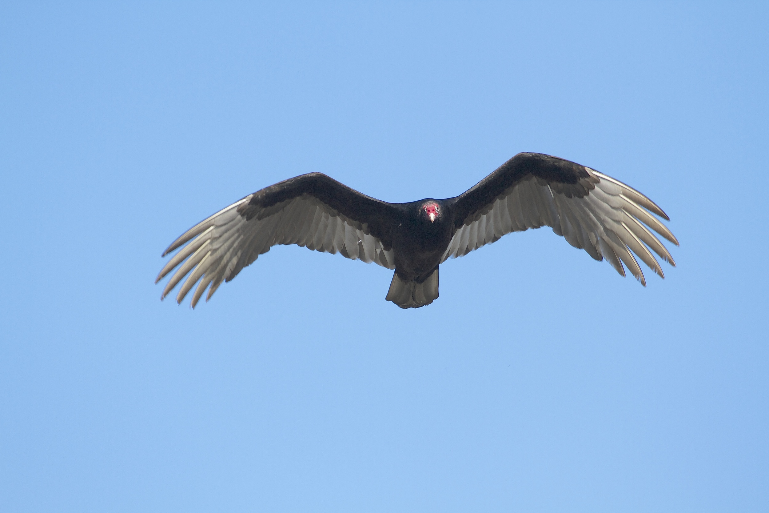 All I see is Buzzards! (original photo)