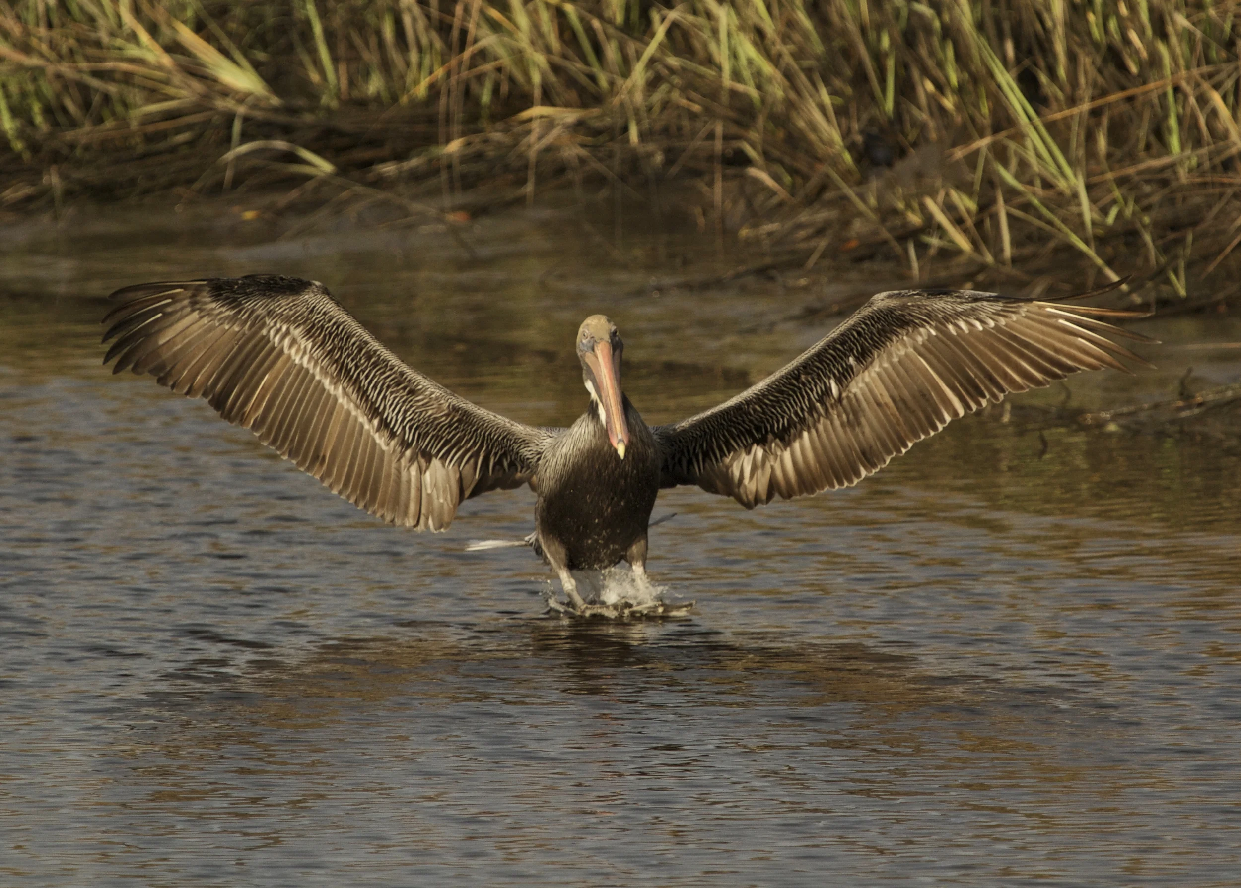 Touchdown, Brown Pellican touches down in the channel