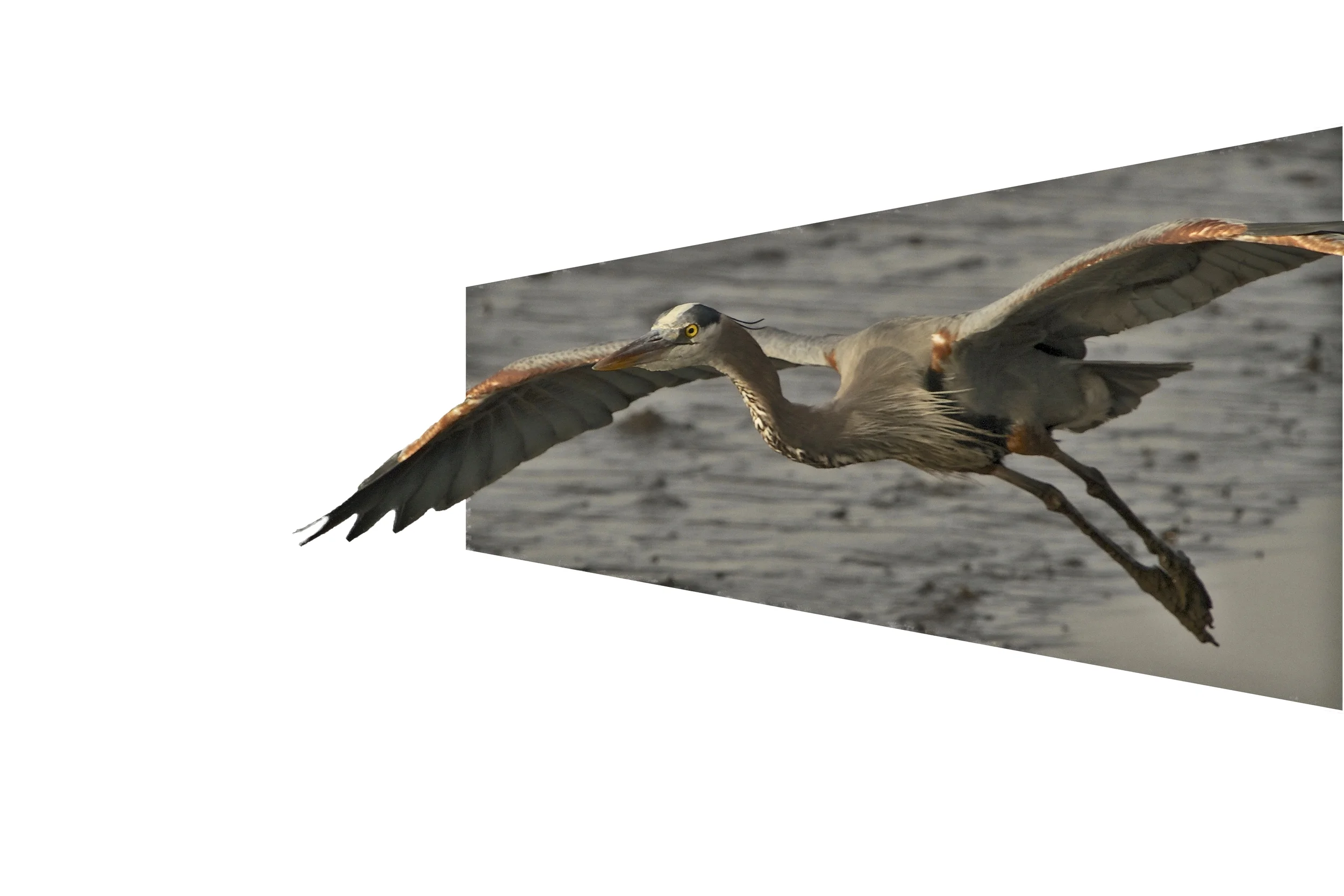 Old Man River's wingspan won't fit in the frame anymore!