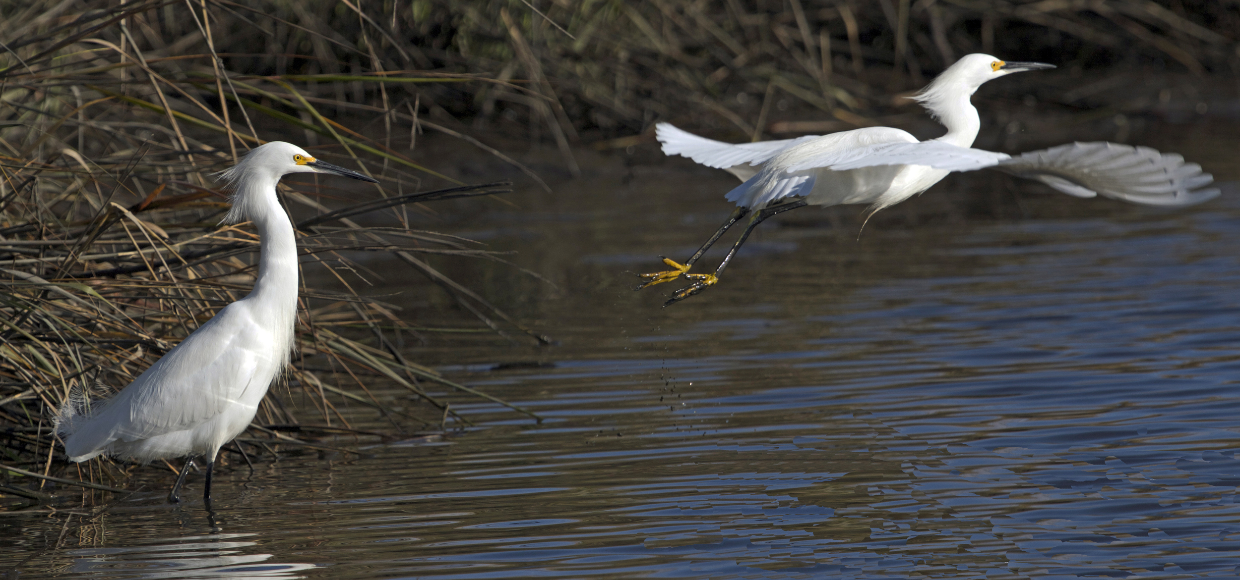 Well, like this Snowy Egret, time for me to fly! (time series takeoff)