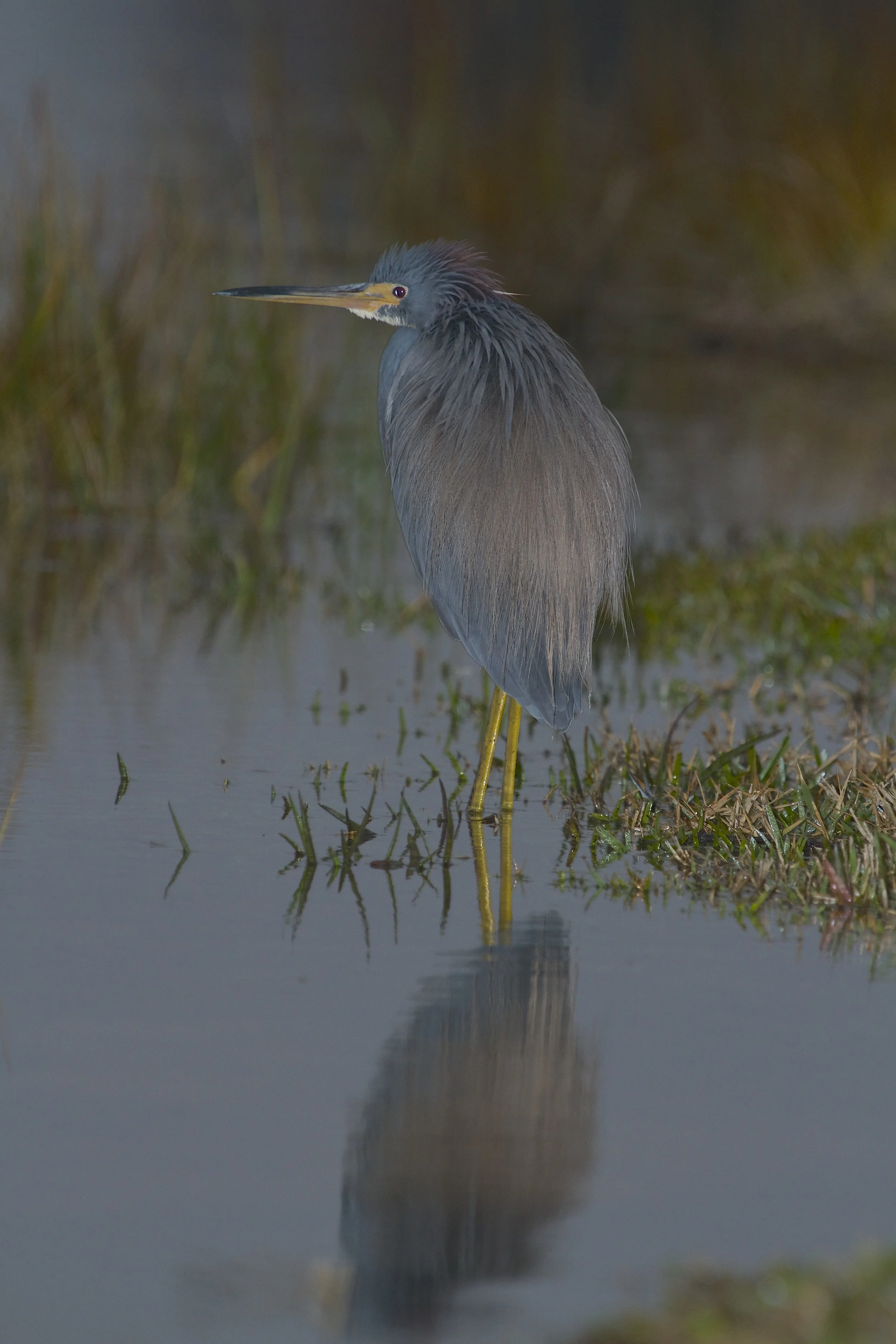 Tricolored Heron reflects in the predawn light. 