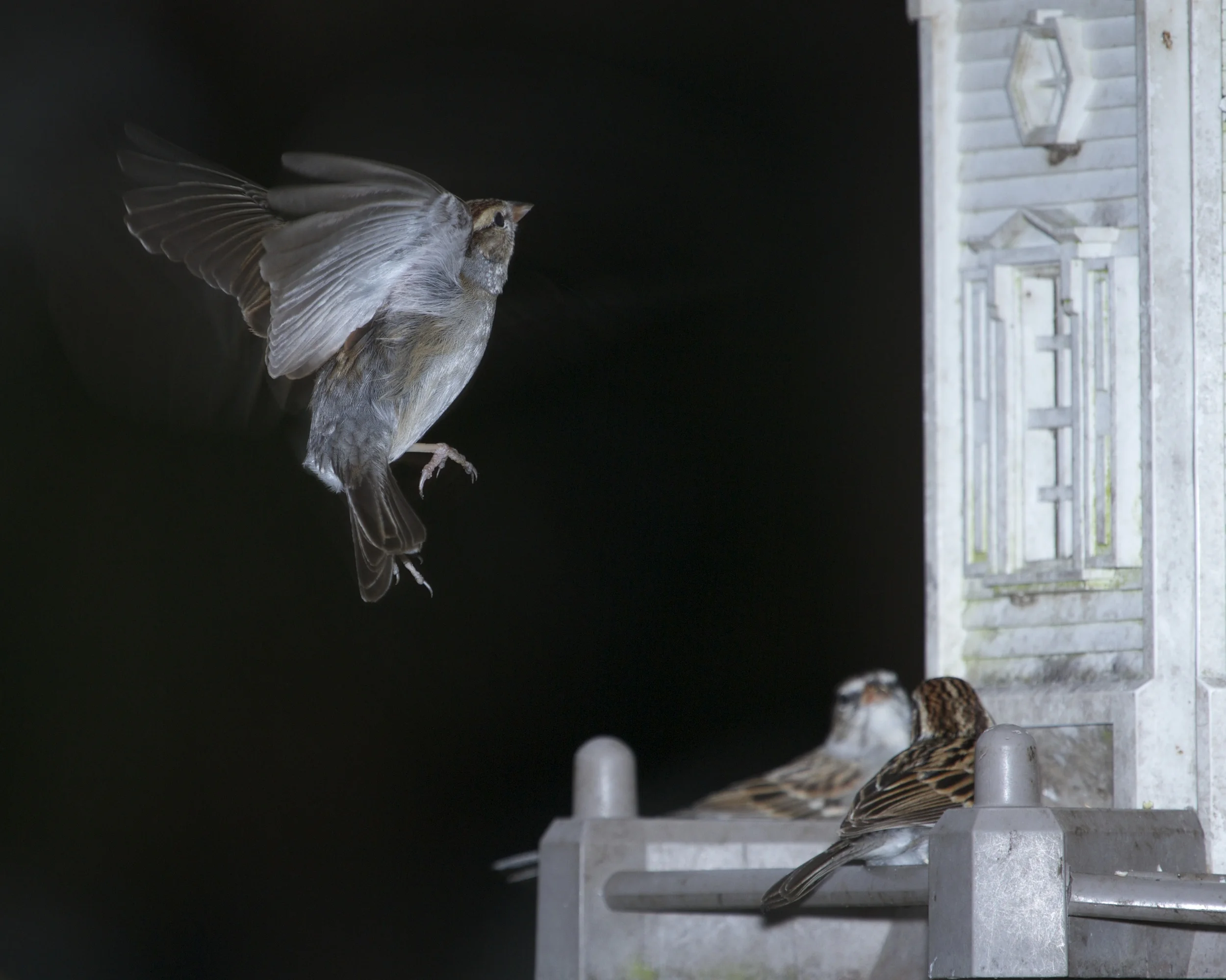 Chipping Sparrow flutters down to feed while friends look up.