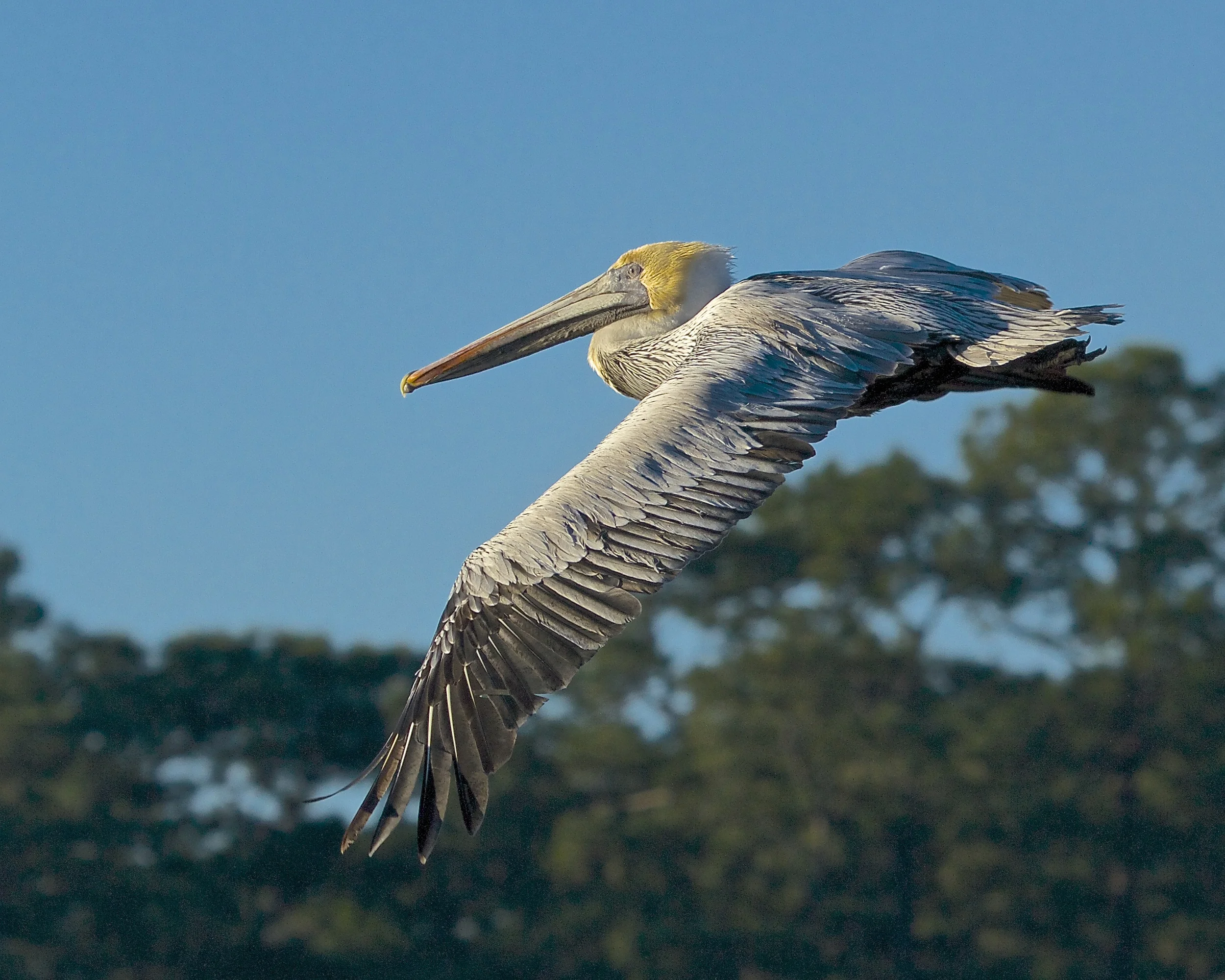 The pelican stretches its broad wings and glides to the pier nearby.