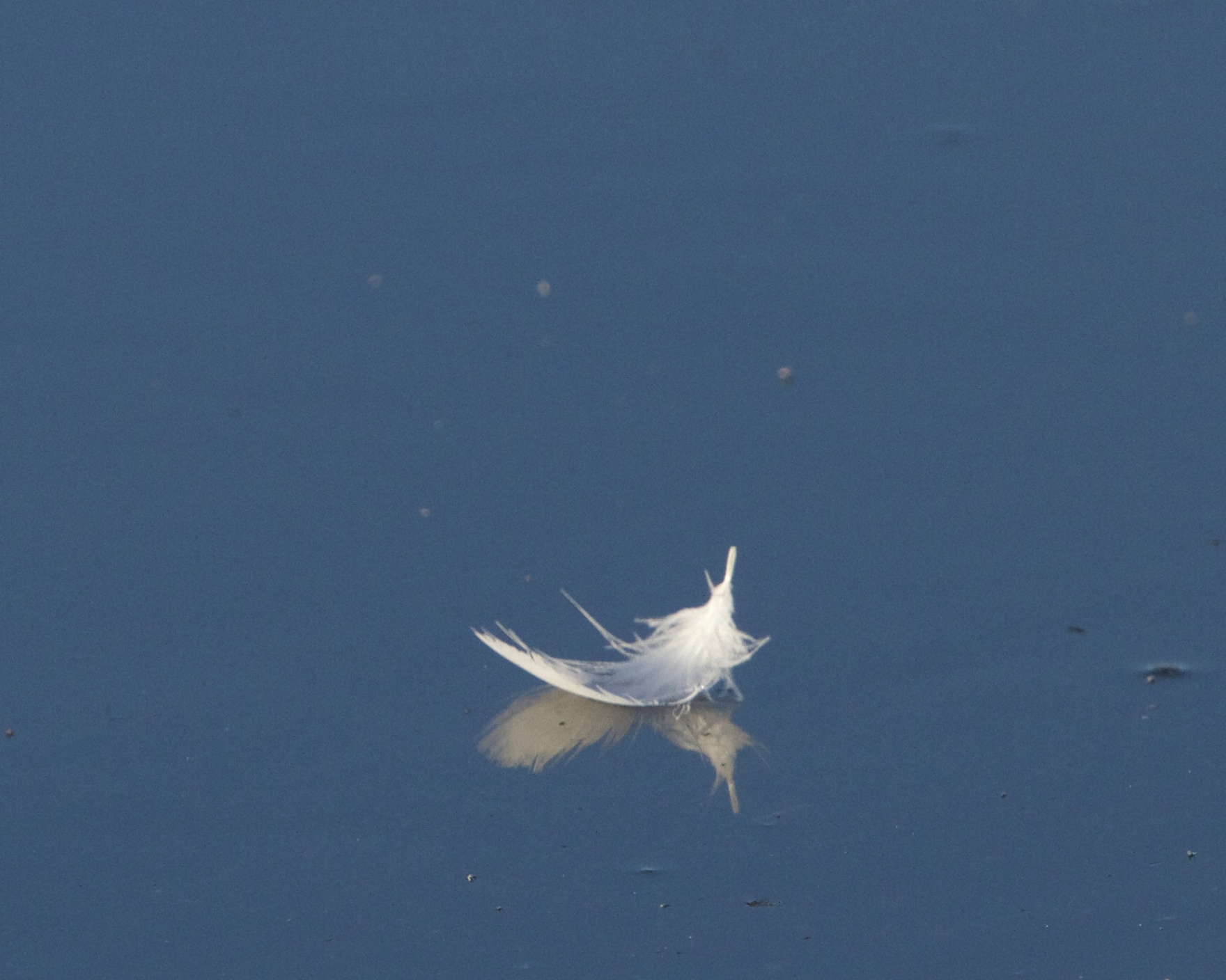 I move slowly and gently like a feather floating on a river.