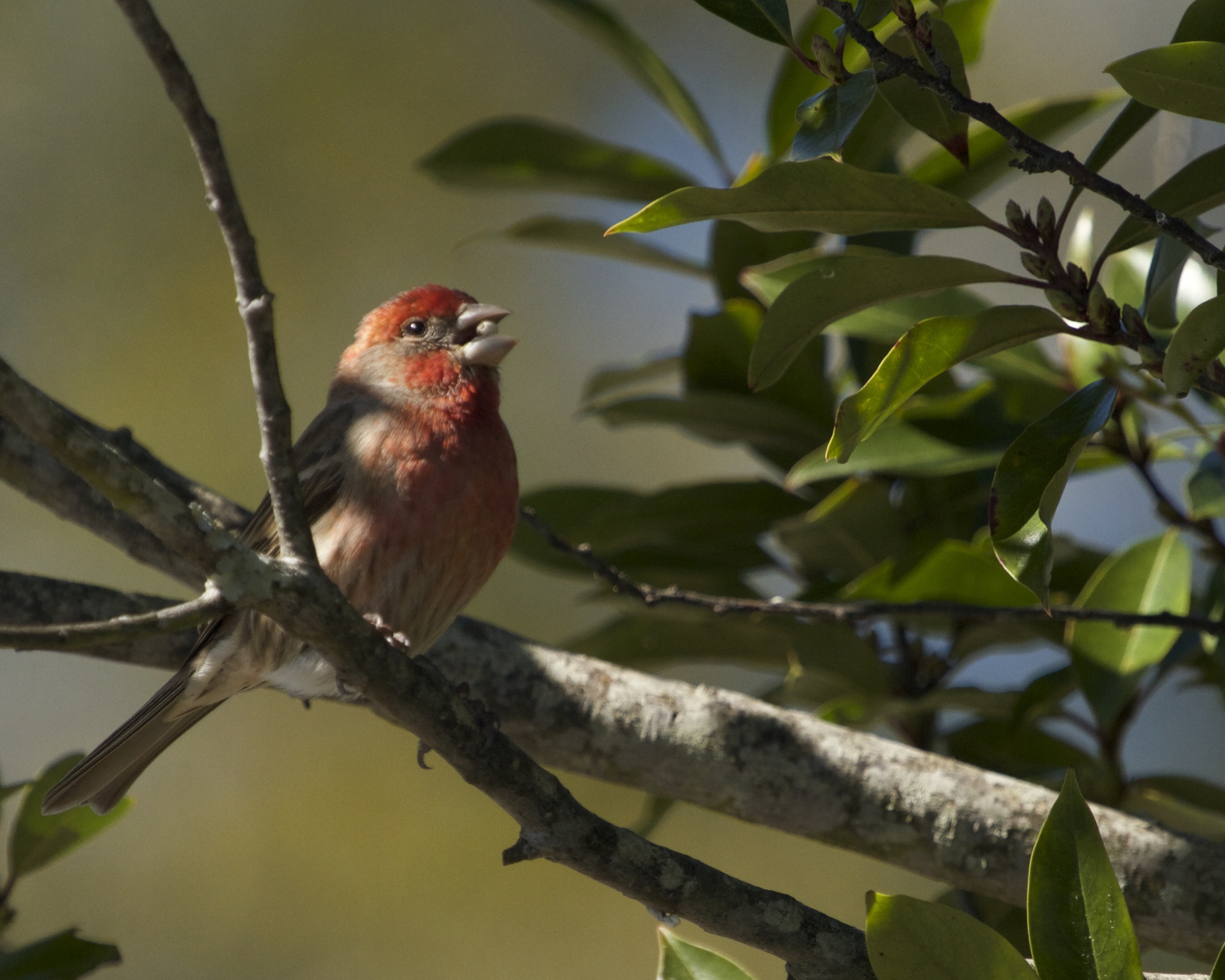 House Finch enjoys a Spring bud.