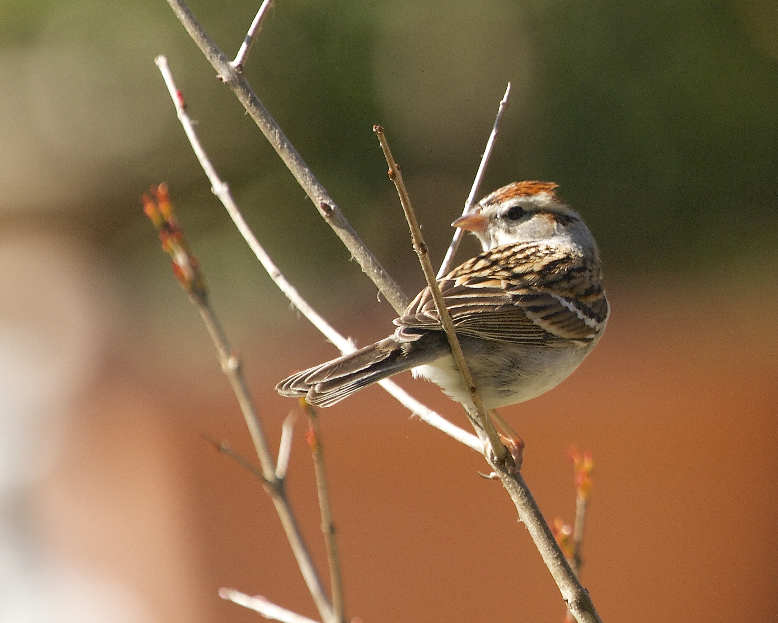 Chipping Sparrow peeks over its shoulder at the sound of the doohickey.