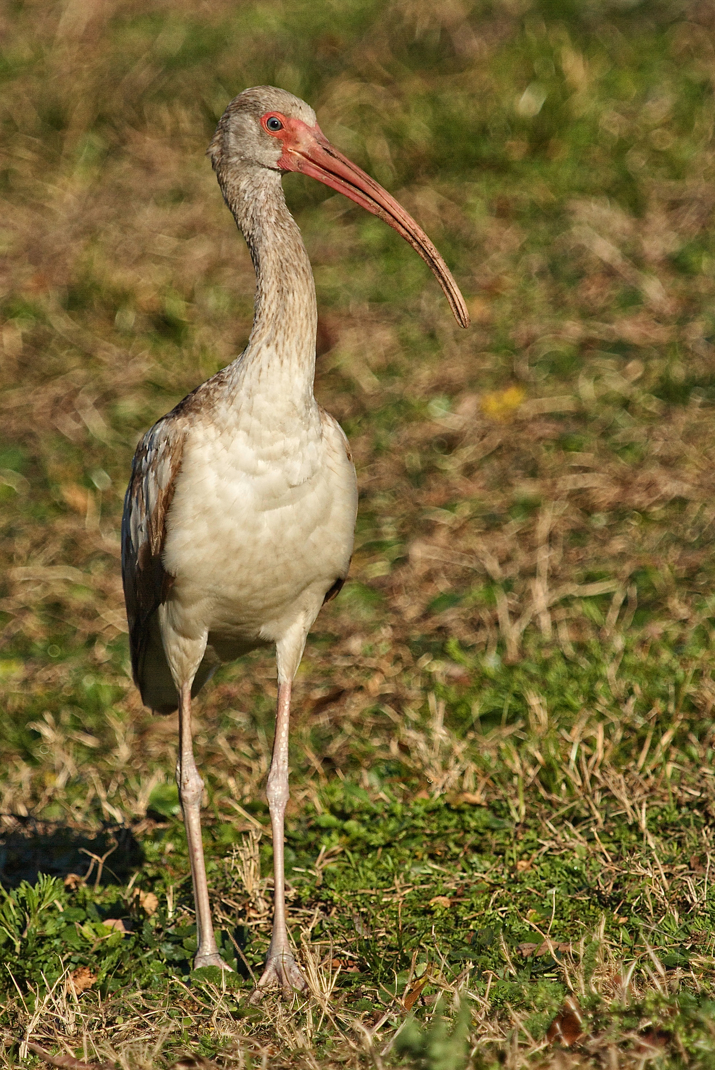 Immature White Ibis poses for a moment.