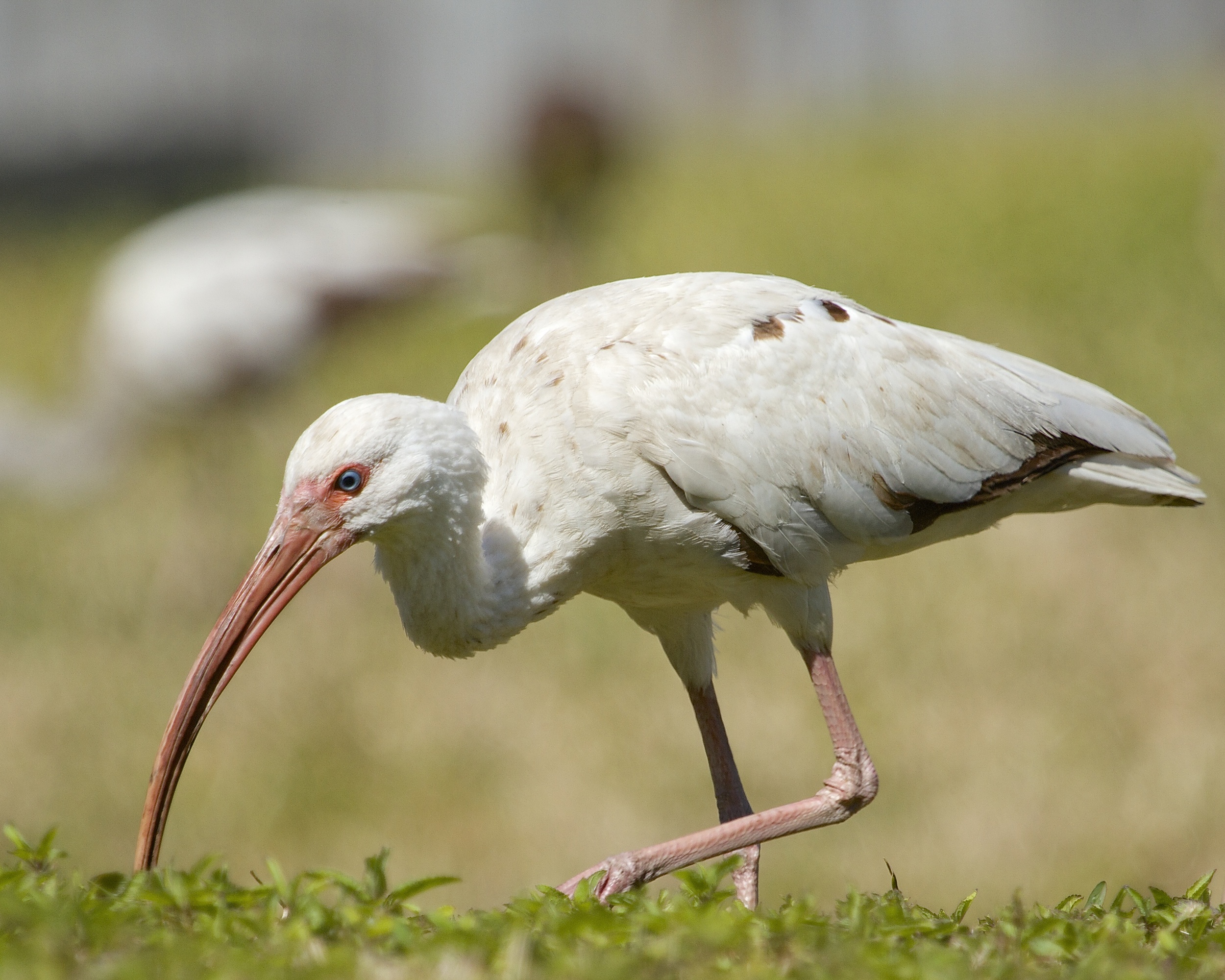 This young Ibis is nearly an adult with the white feather color.