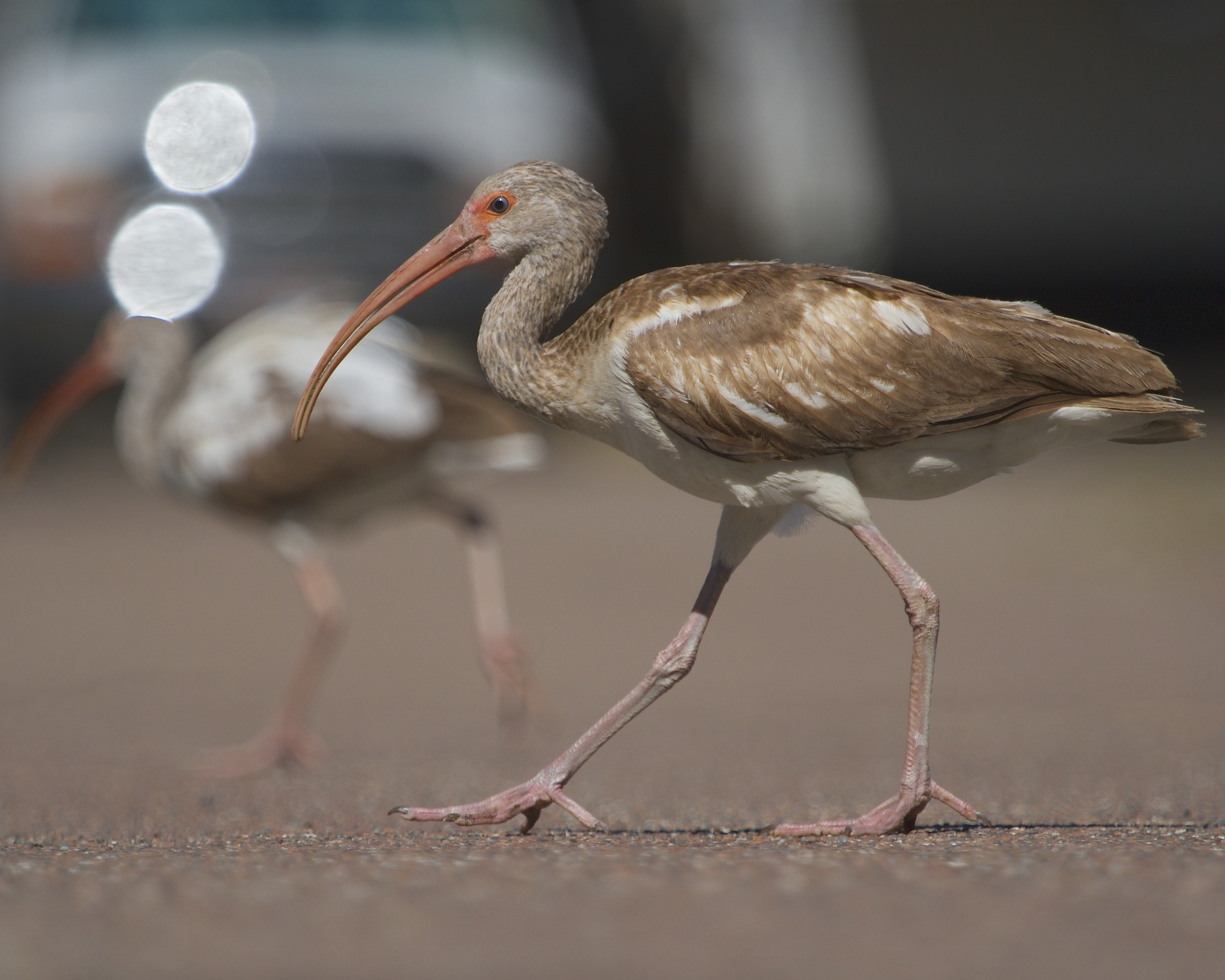 So why did the Ibis cross the road? To see you of course! 
