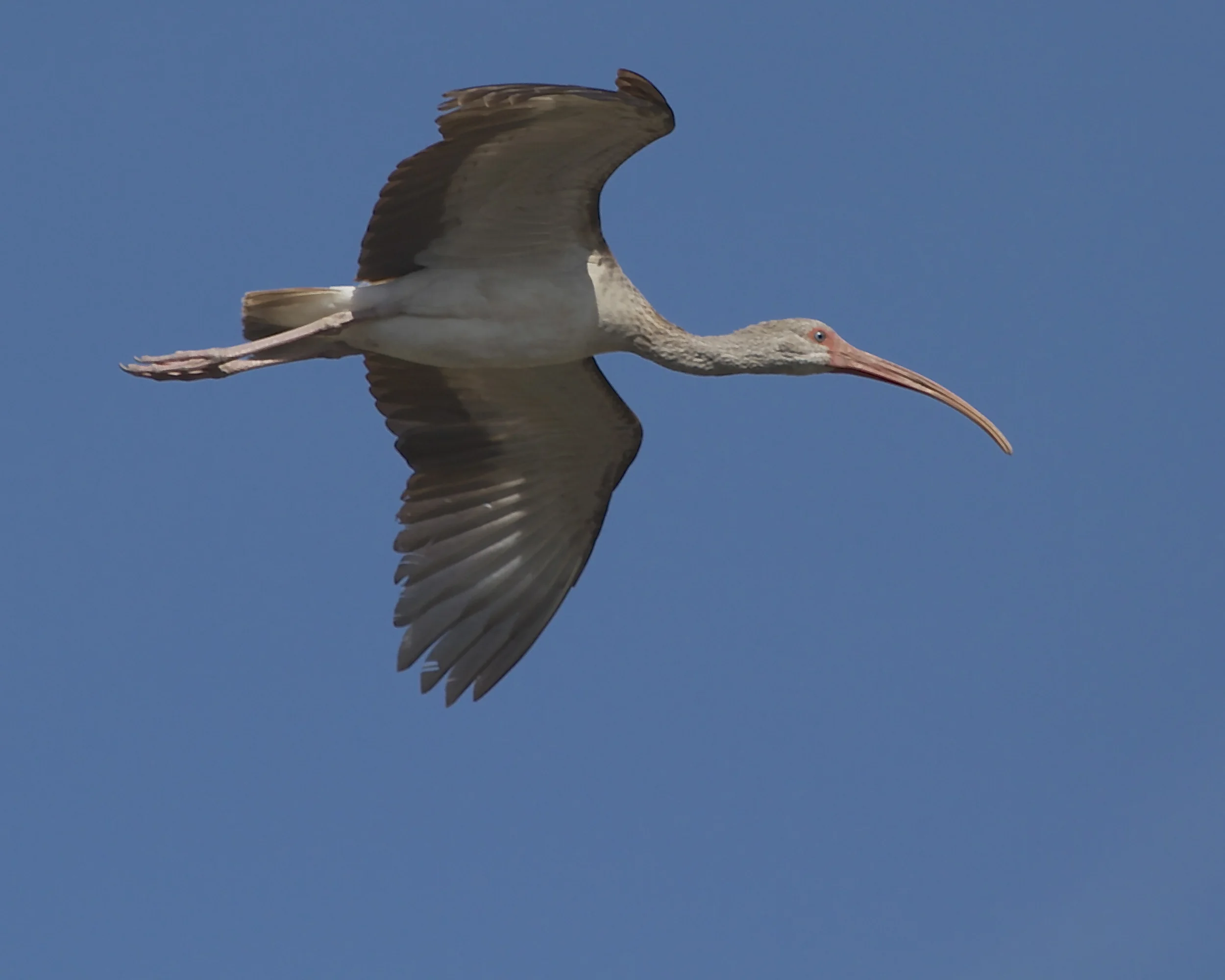How does any Ibis say so long……Ibye!