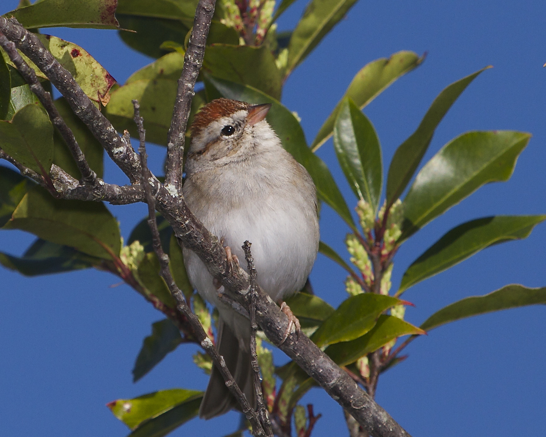 A Chipping Sparrow gives me the eye...