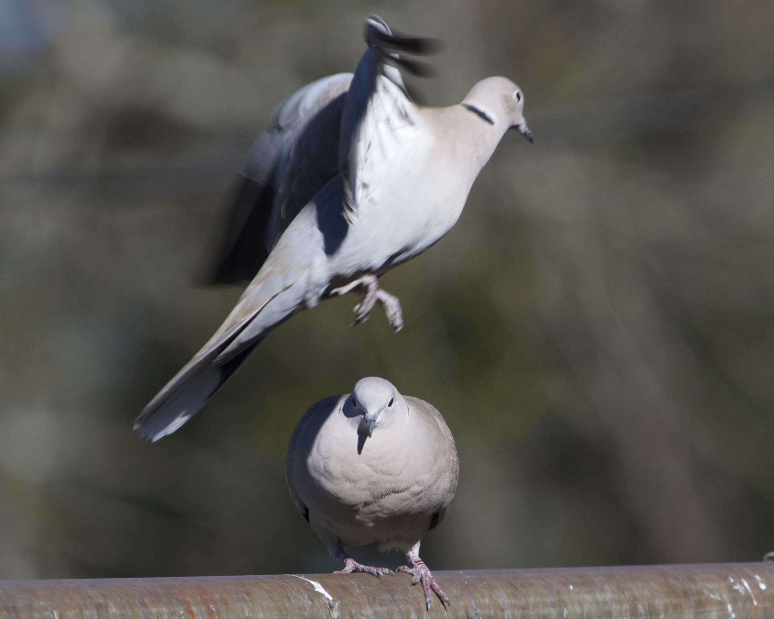 A Morning Dove jumps with joy!