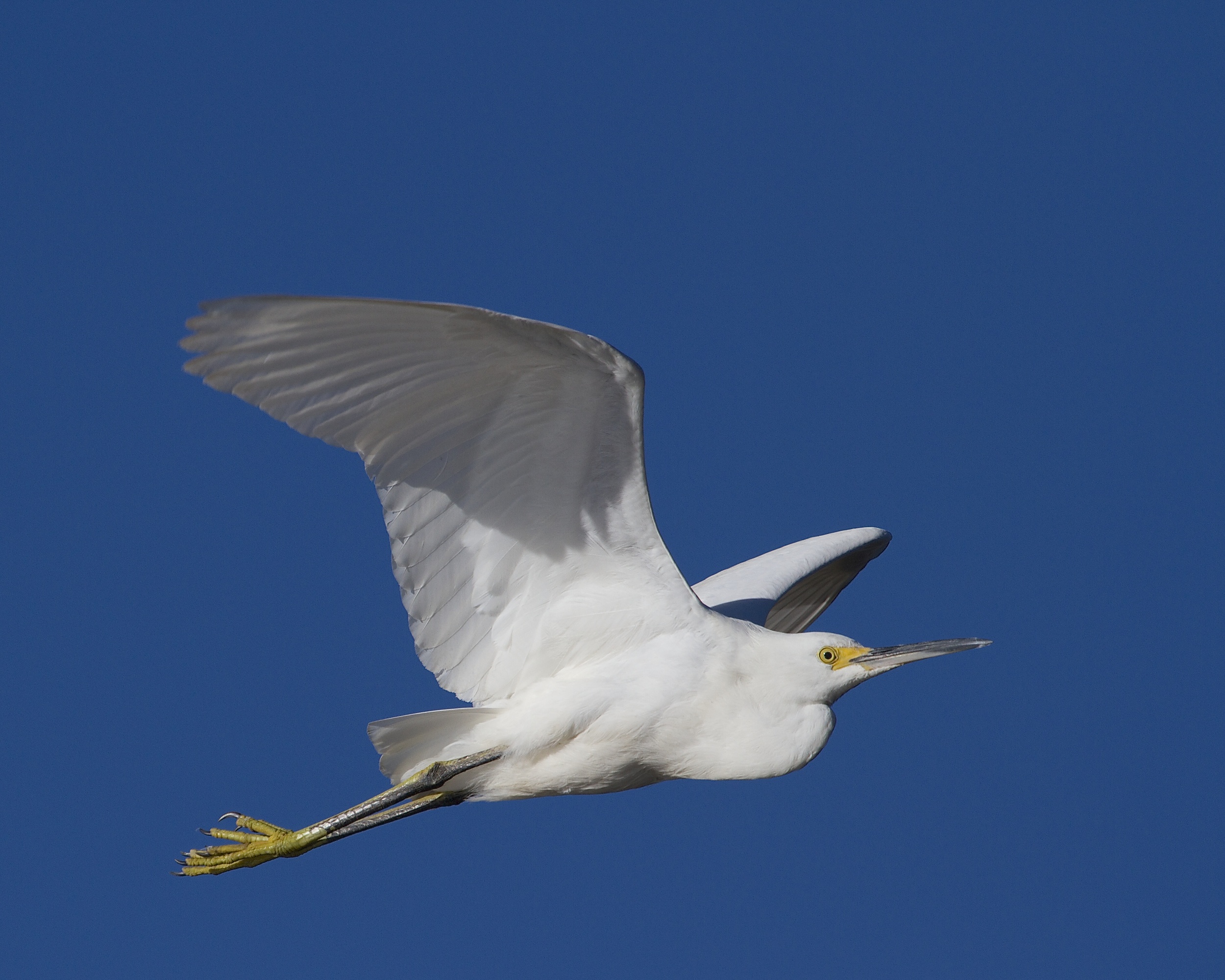 A Snowy Egret bids goodbye to winter as it wings bye..