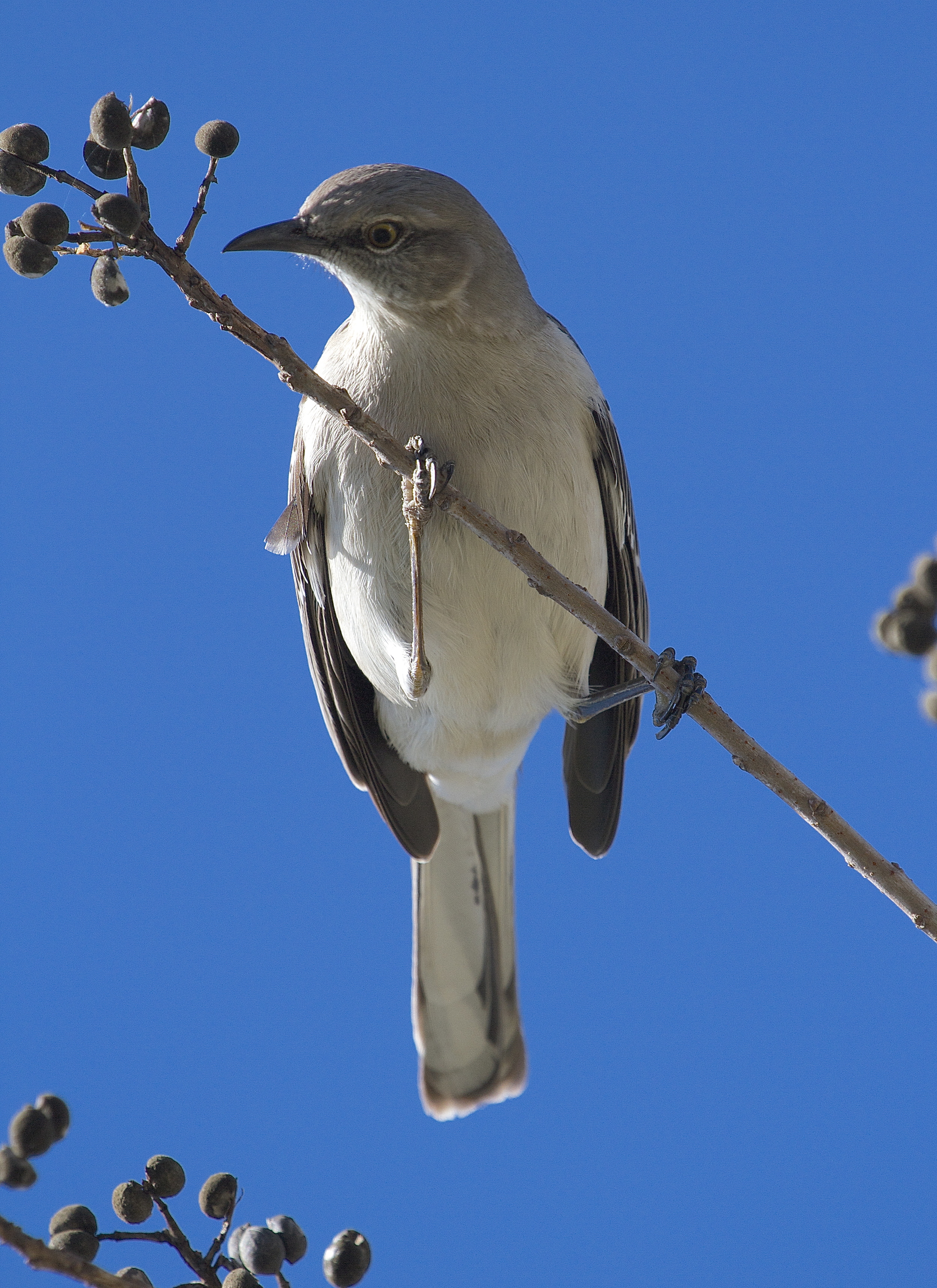 A Mocking bird casts a wary eye...one more step mister and I let er rip...