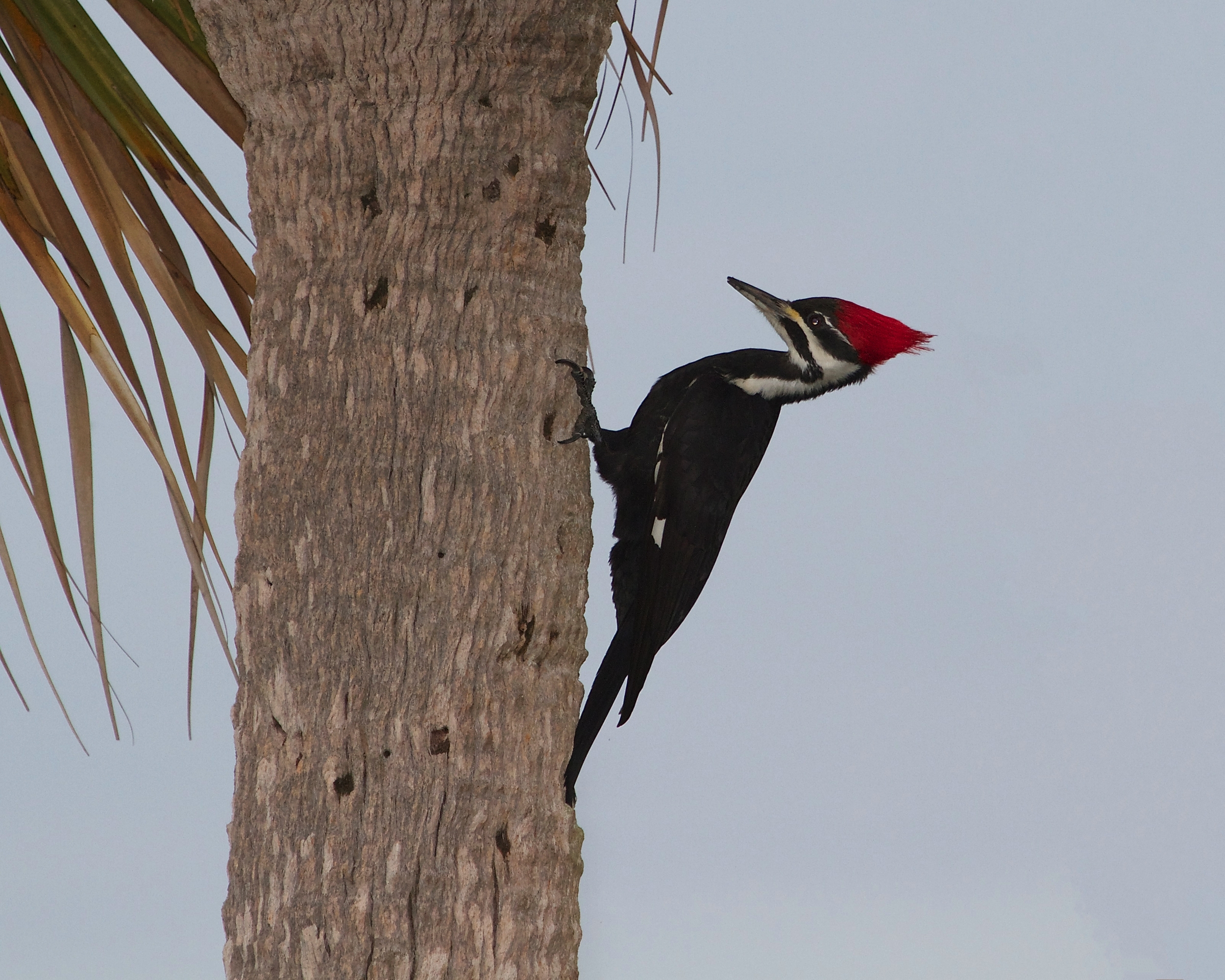 Female Pileated Woodpecker hunts for food, note the square like holes it leaves behind..