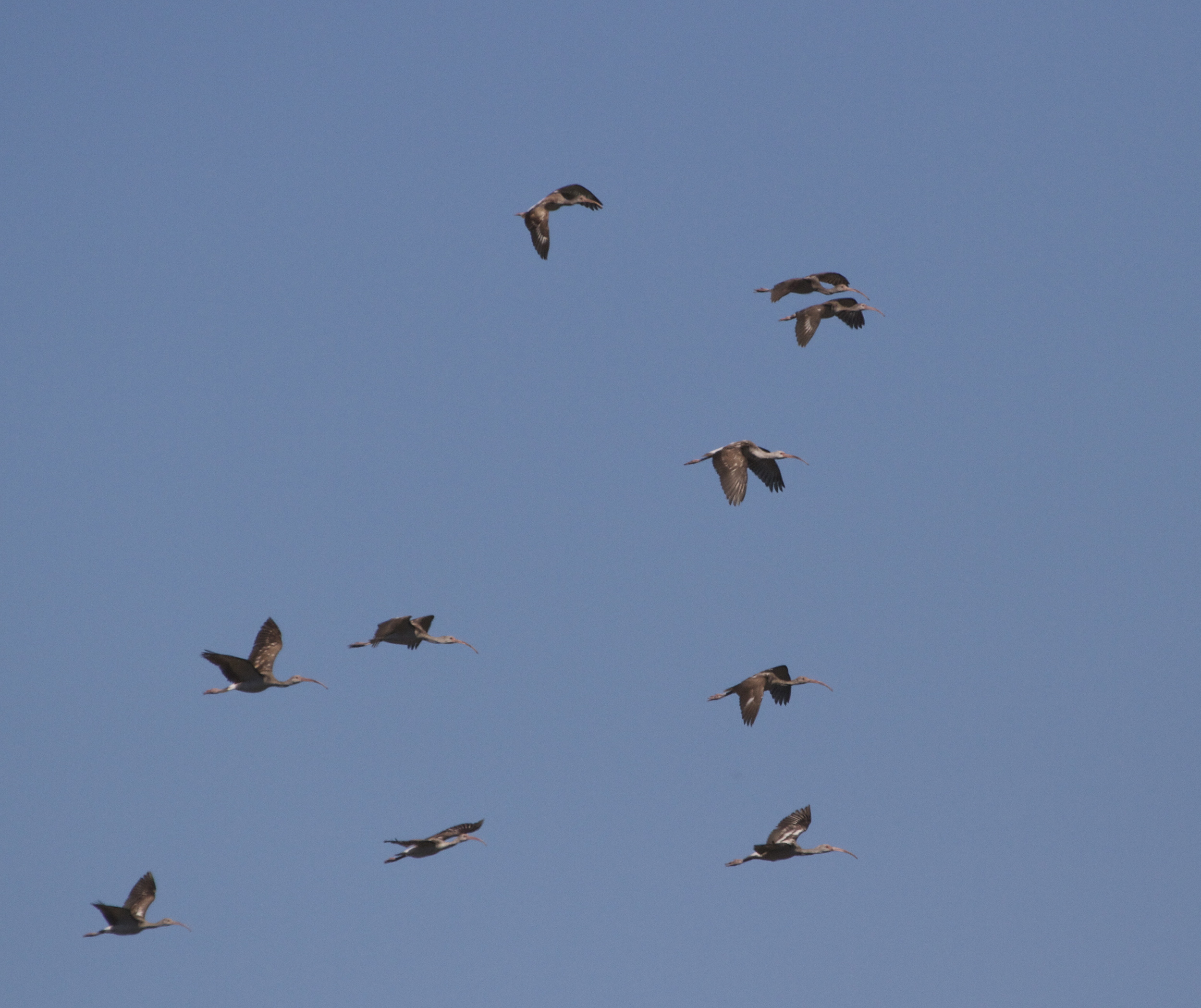 I consider the birds of the air.." Behold the fowls of the air: for they sow not, neither do they reap, nor gather into barns; yet your heavenly Father feedeth them. Are ye not much better than they ? Matthew 6:26 KJV