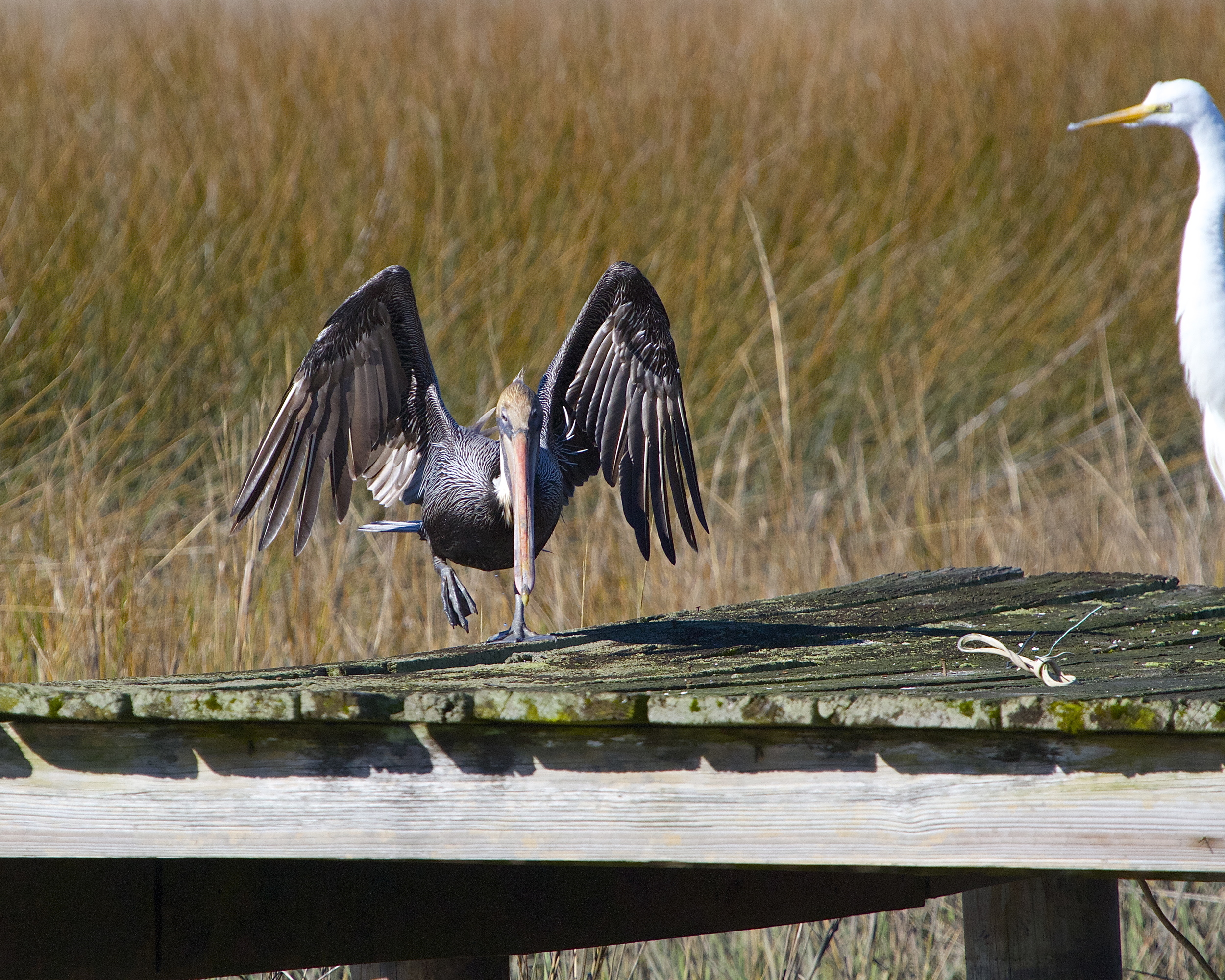 A Brown Pelican lands under the wary eye of the Great Egret.