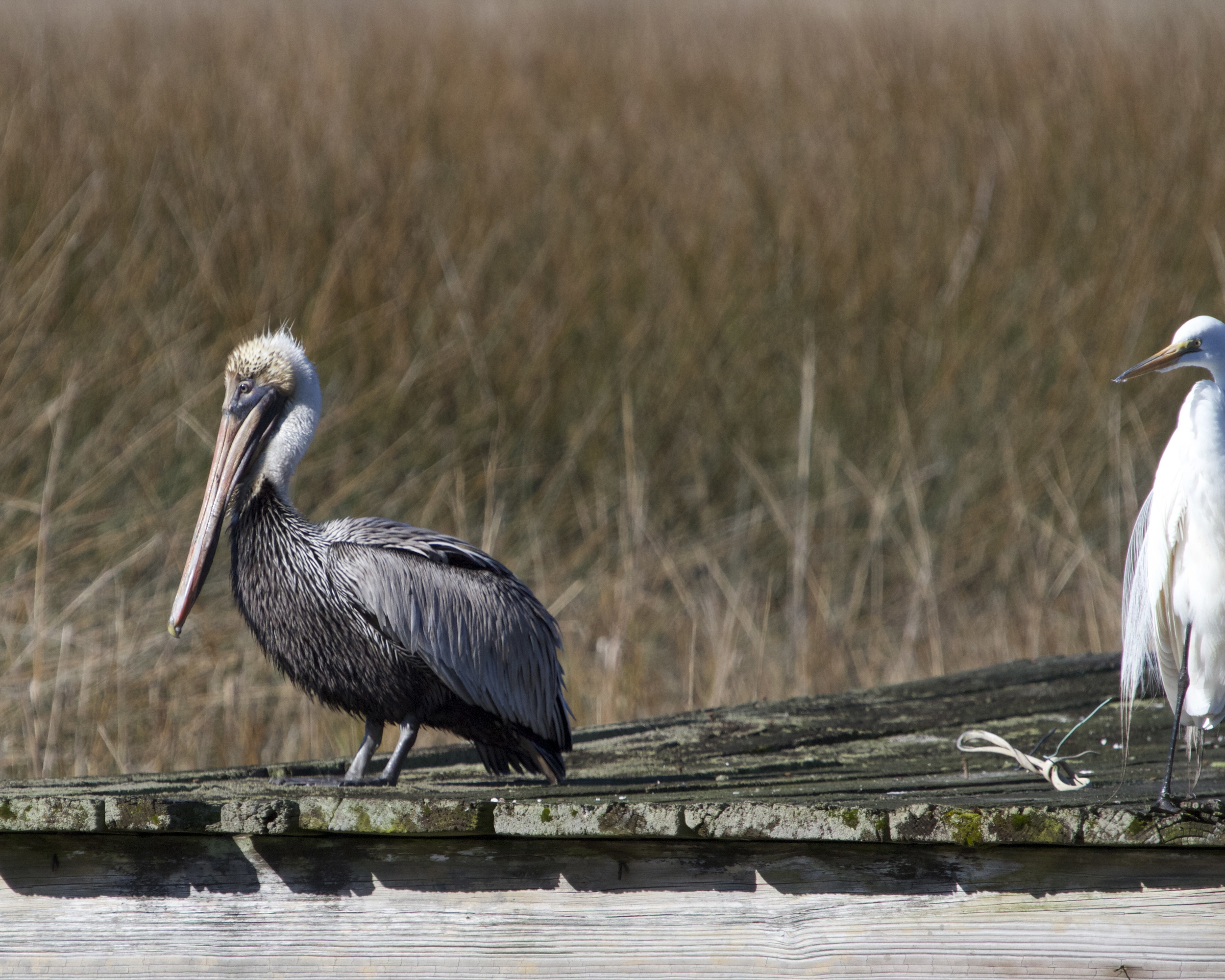 The Egret seems to chide the poor hapless pelican..