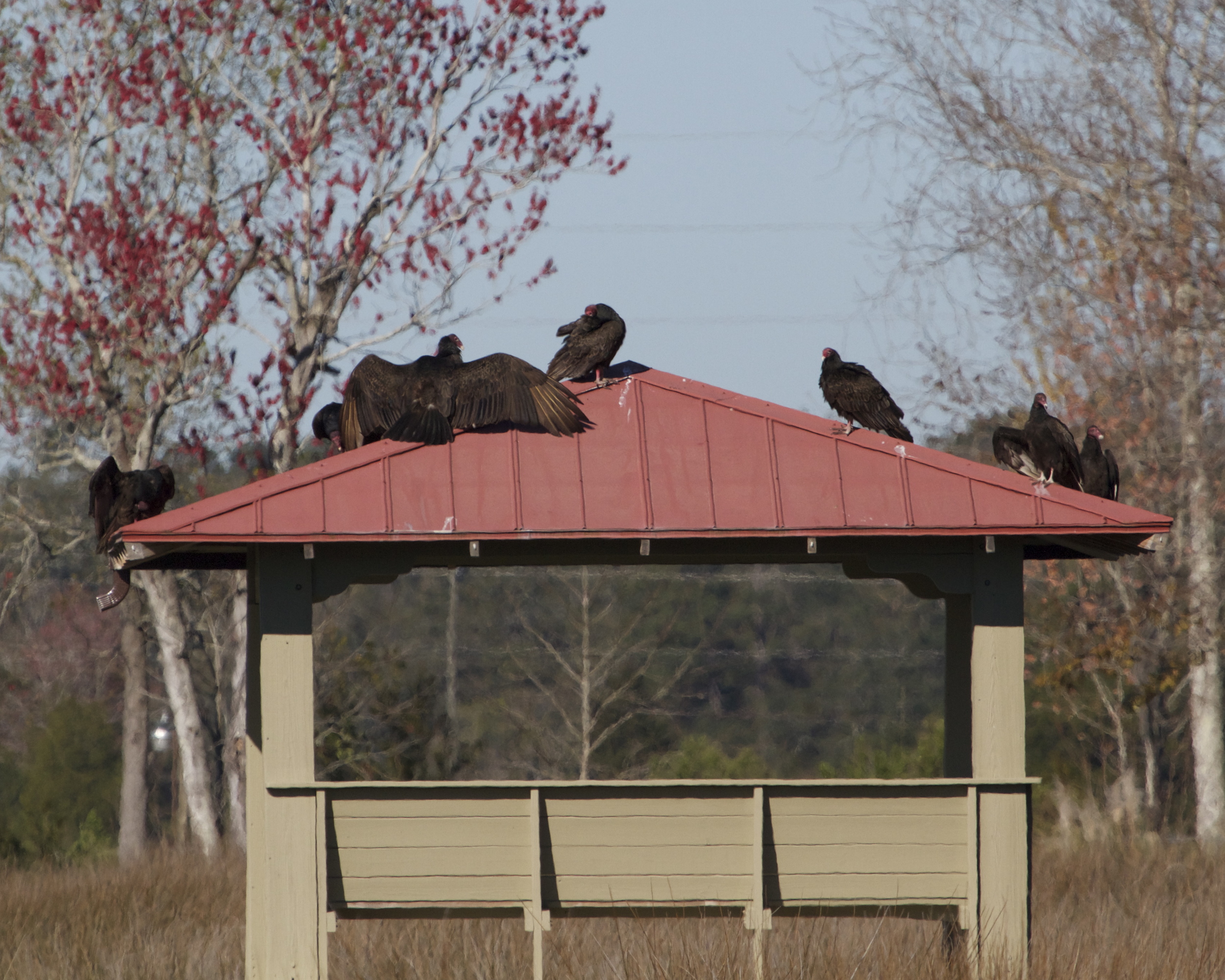 The Turkey Vultures have no problem getting along,,,they are birds of a feather after all...