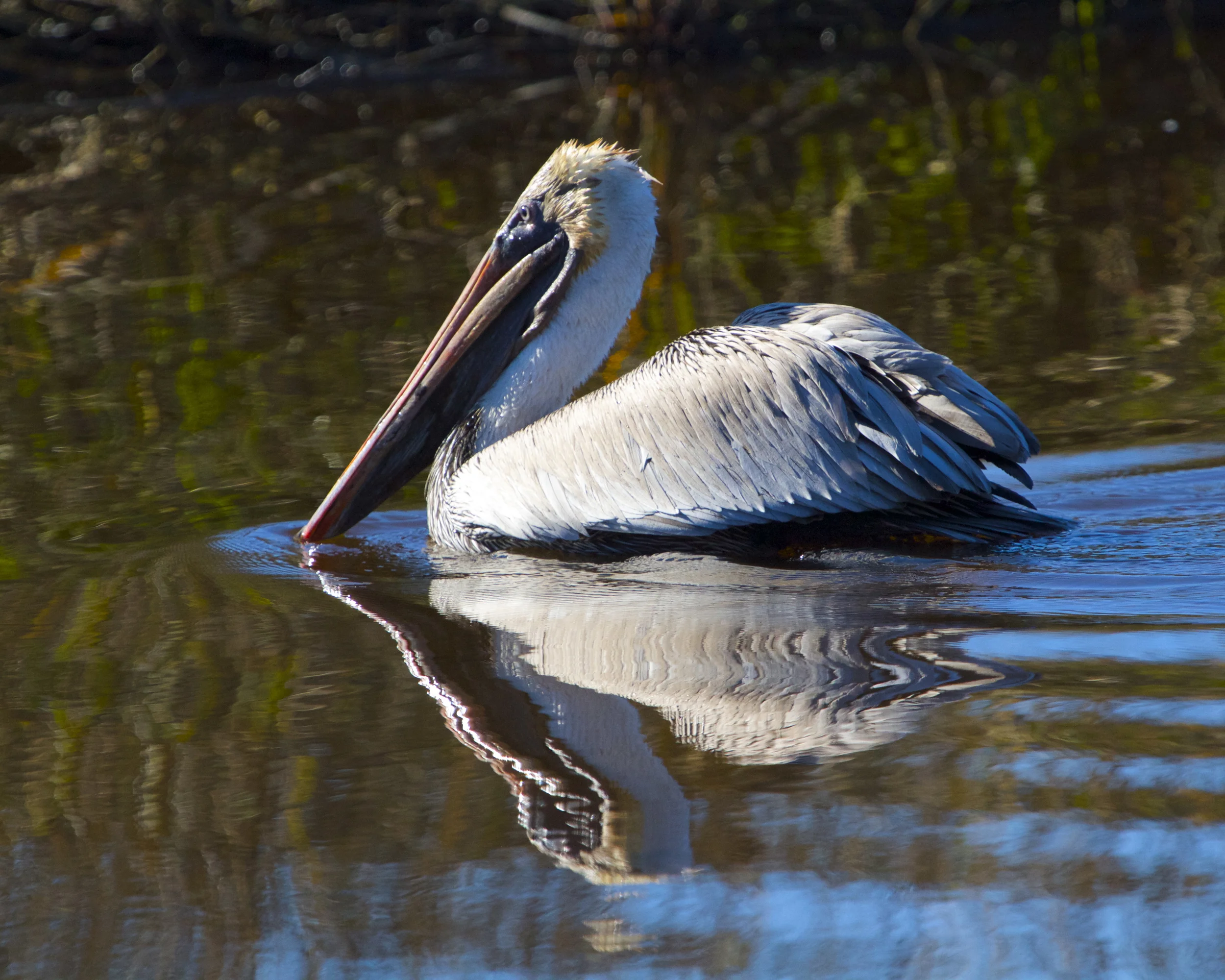 The Pelican plops into the river and swims away rejected..