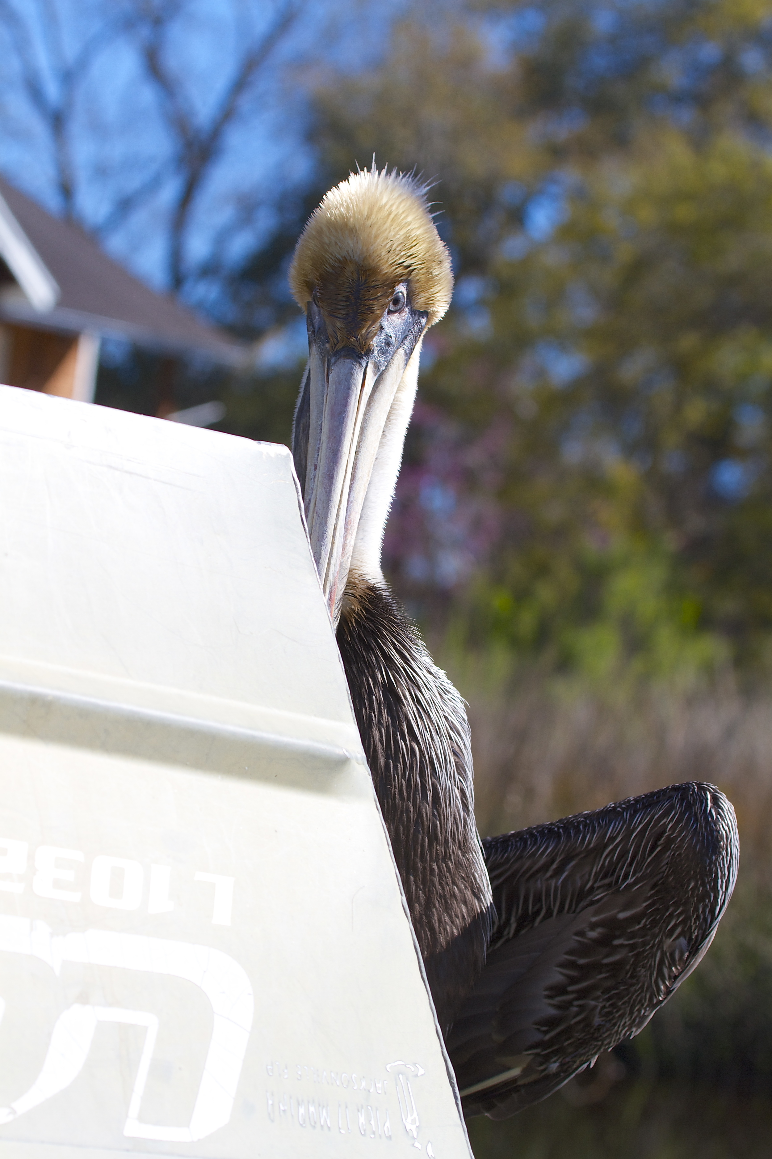 I assure the Pelican I mean no harm and it comes out from behind the Jon Boat..