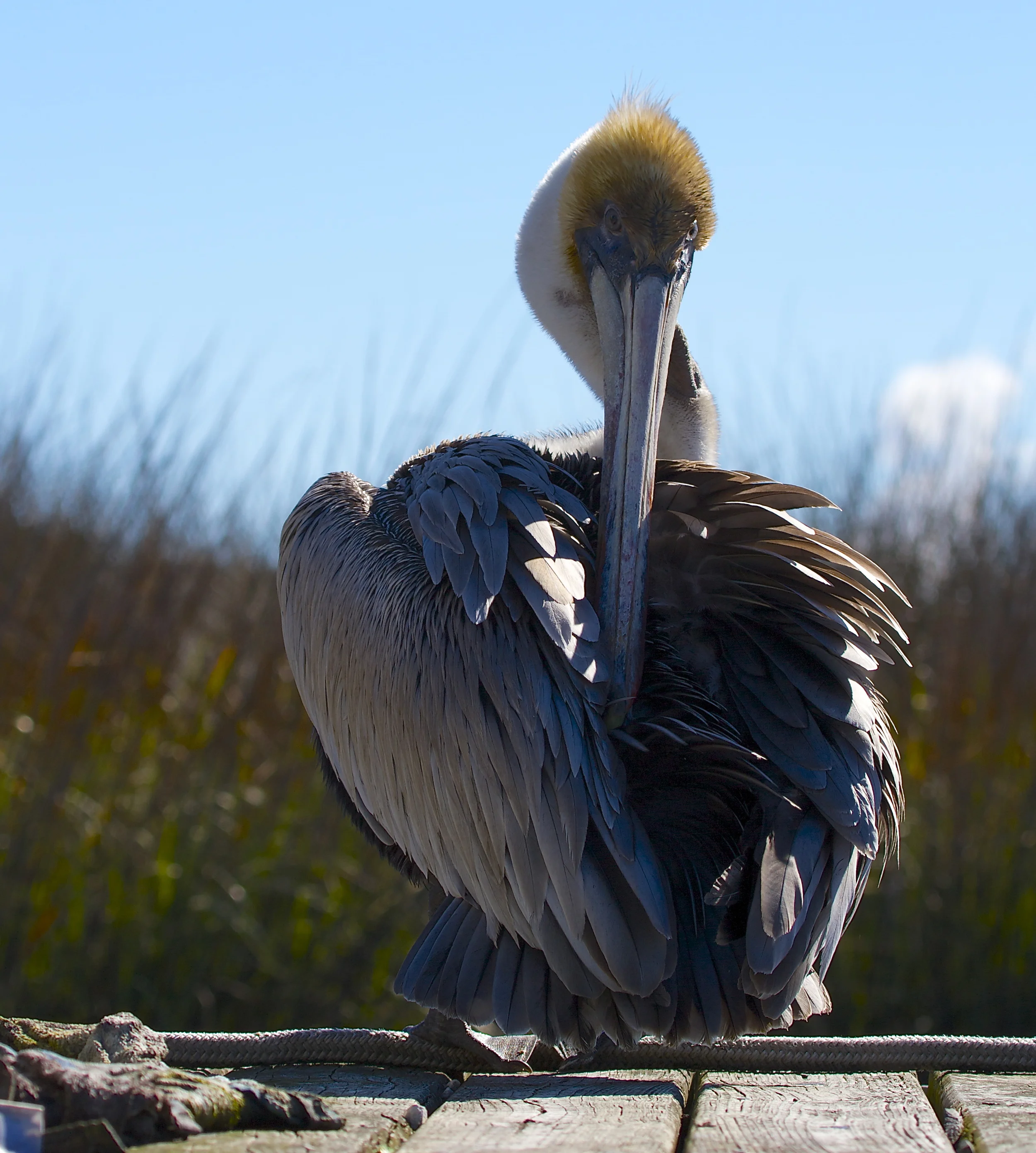Does OPelicare cover pre-existing conditions like my itchy feather syndrome?