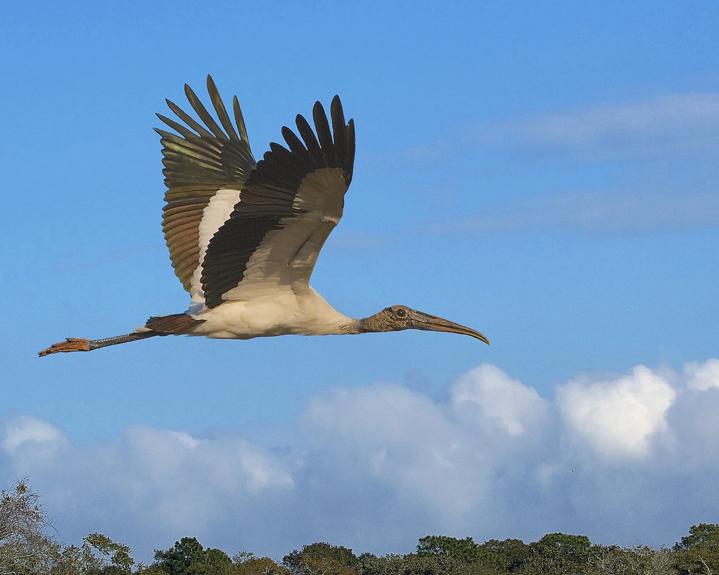 Woodstork Fly by.