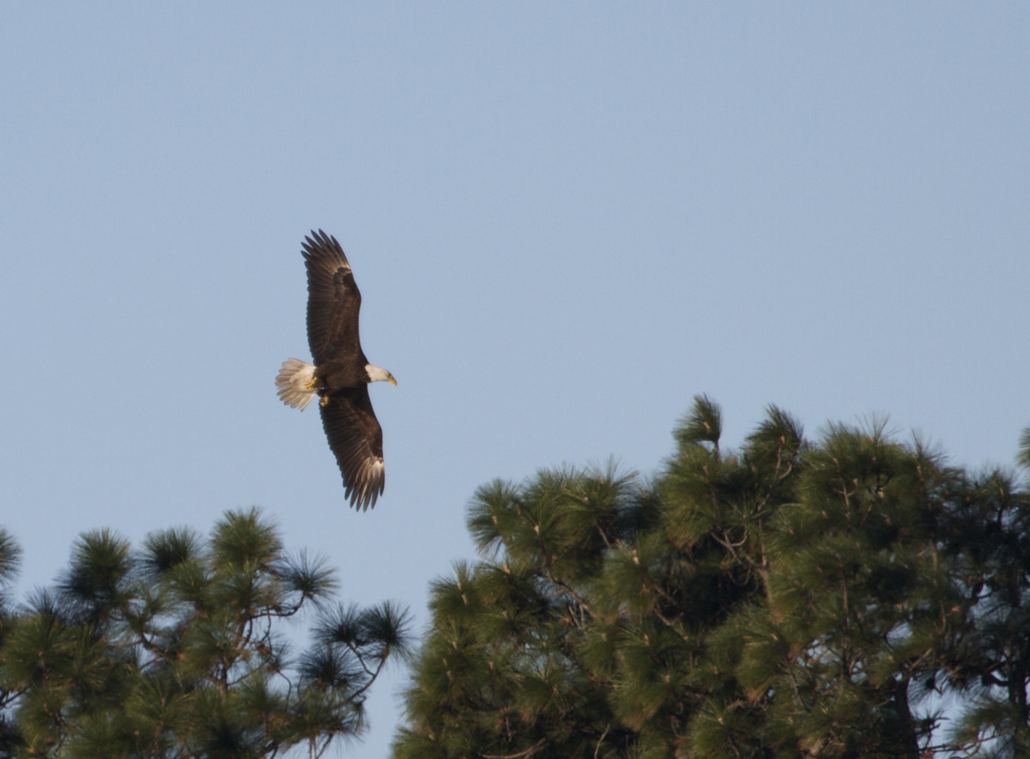 Bald Eagle on the Broward..