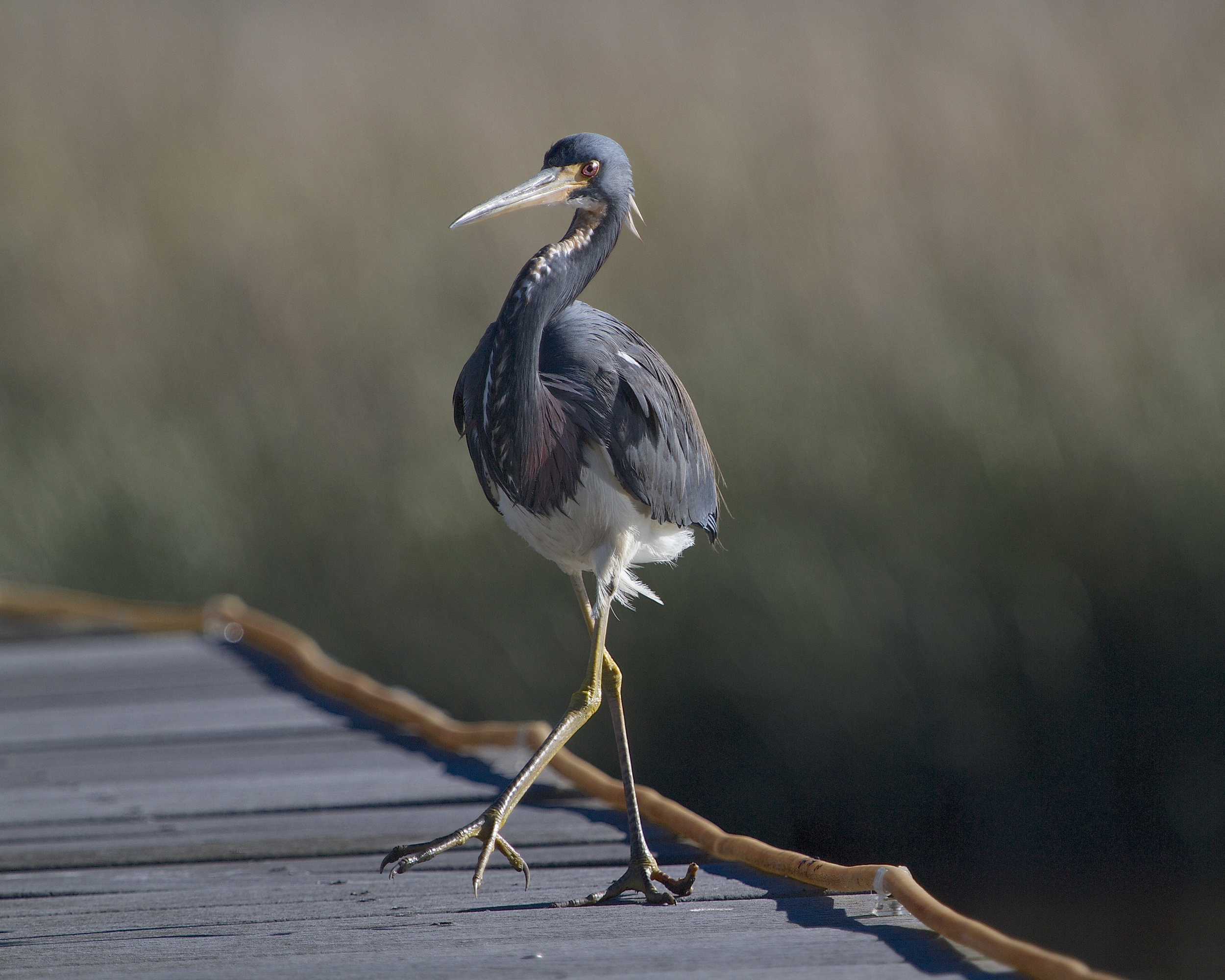 Tricolored Heron saunters over to the others side of the dock..just where I wanted it.