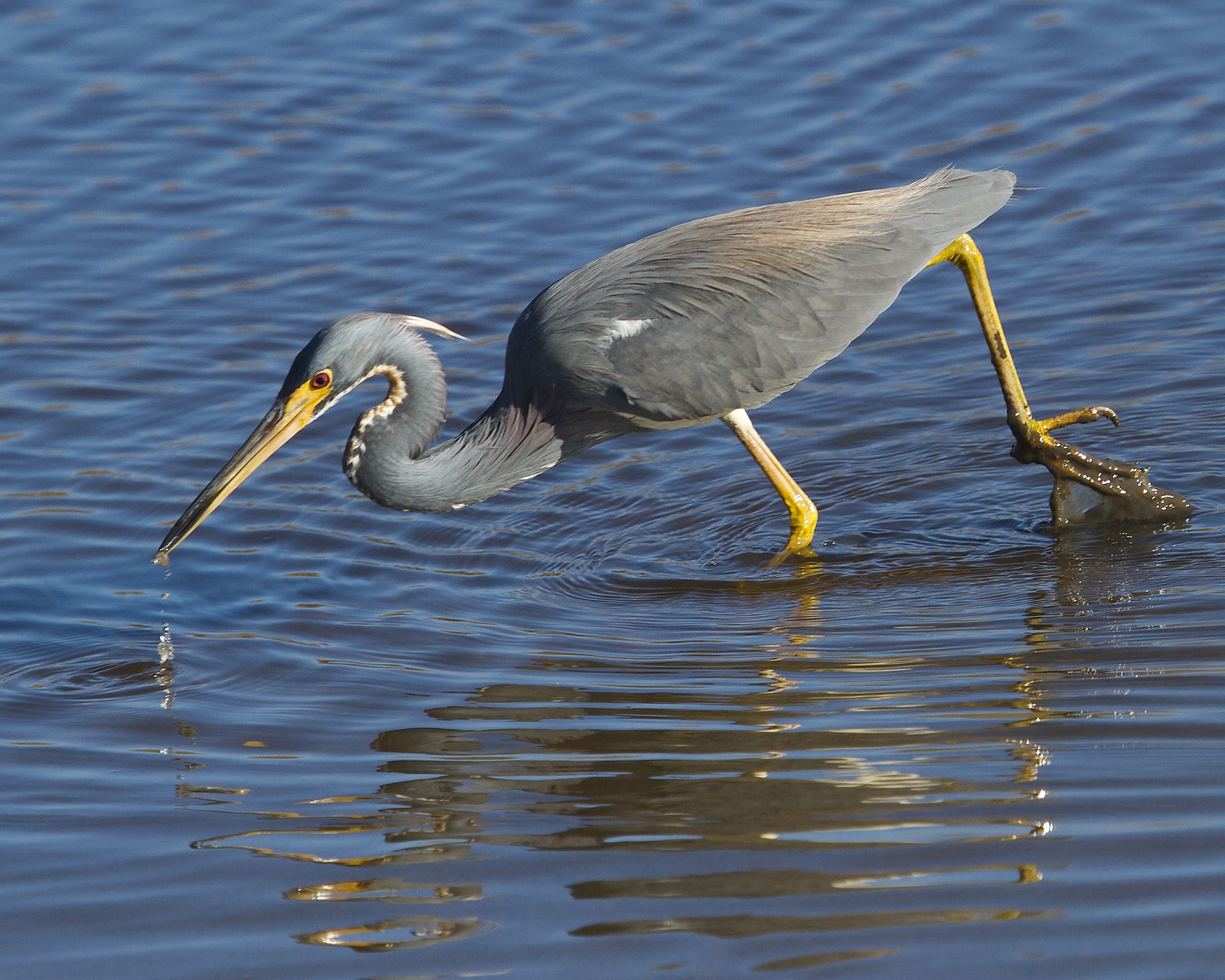The Tricolored Heron enjoys an afternoon minnow snack.