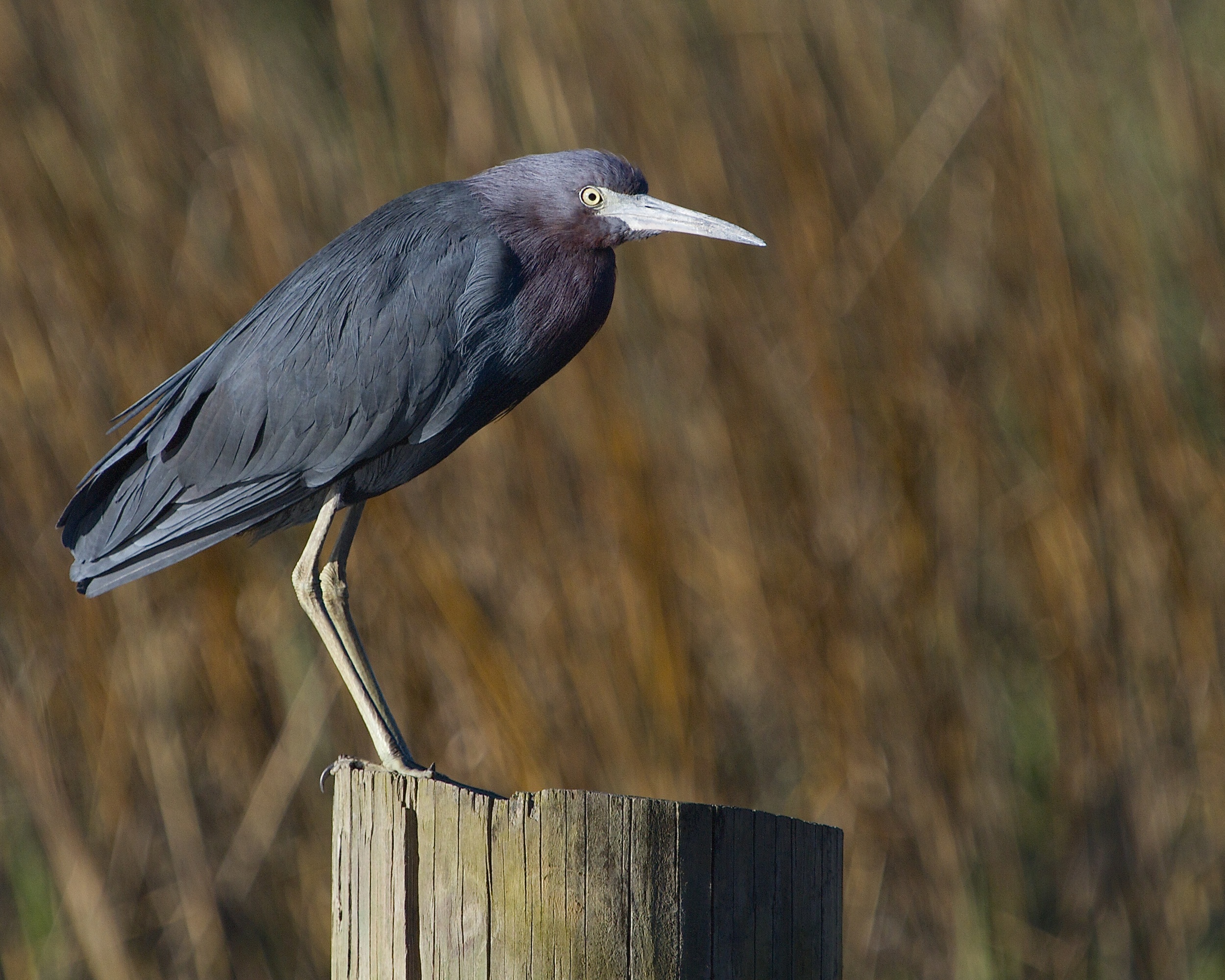 The Little Blue Heron is starting to show breeding colors..