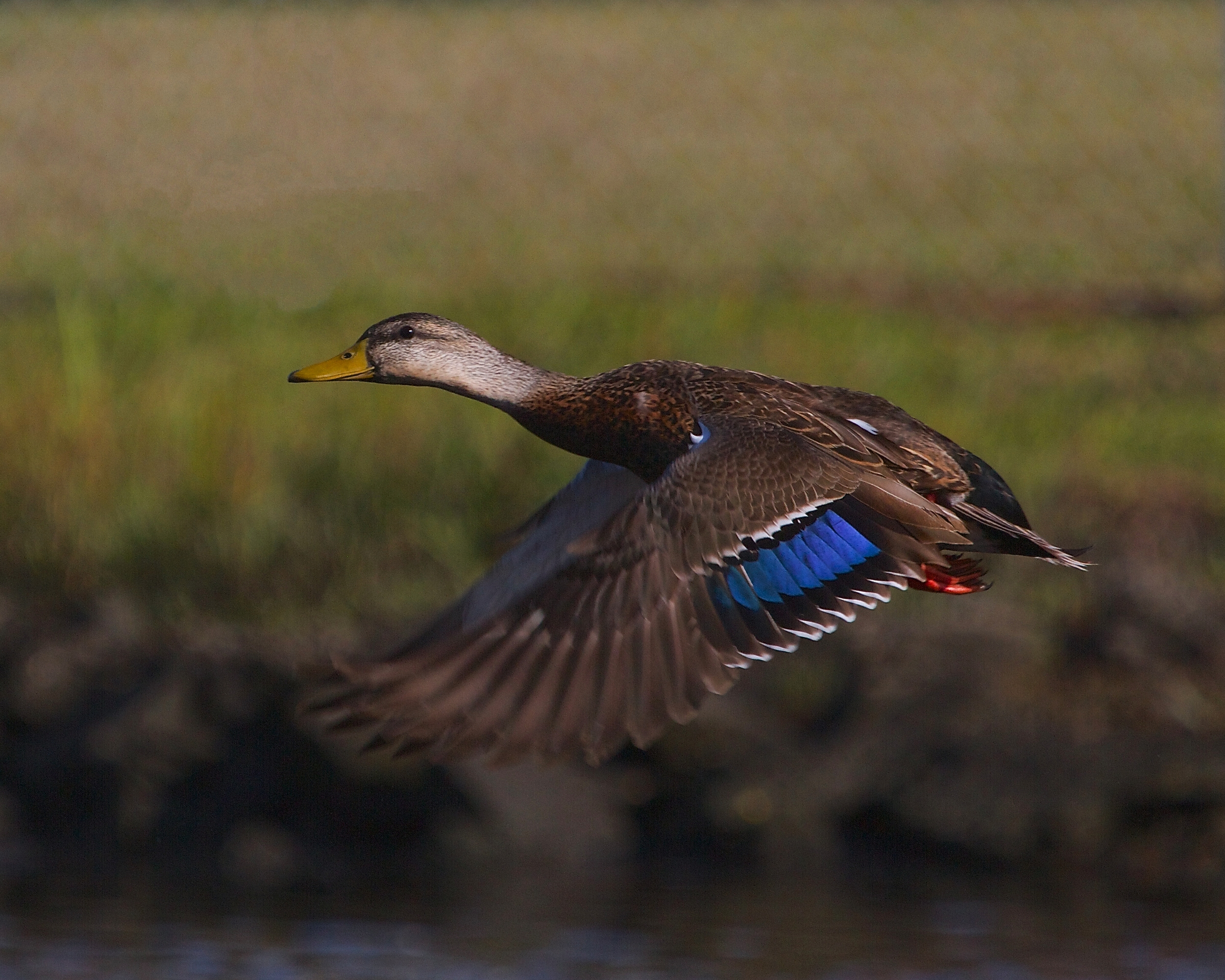 Female Mallard duck takes wing..