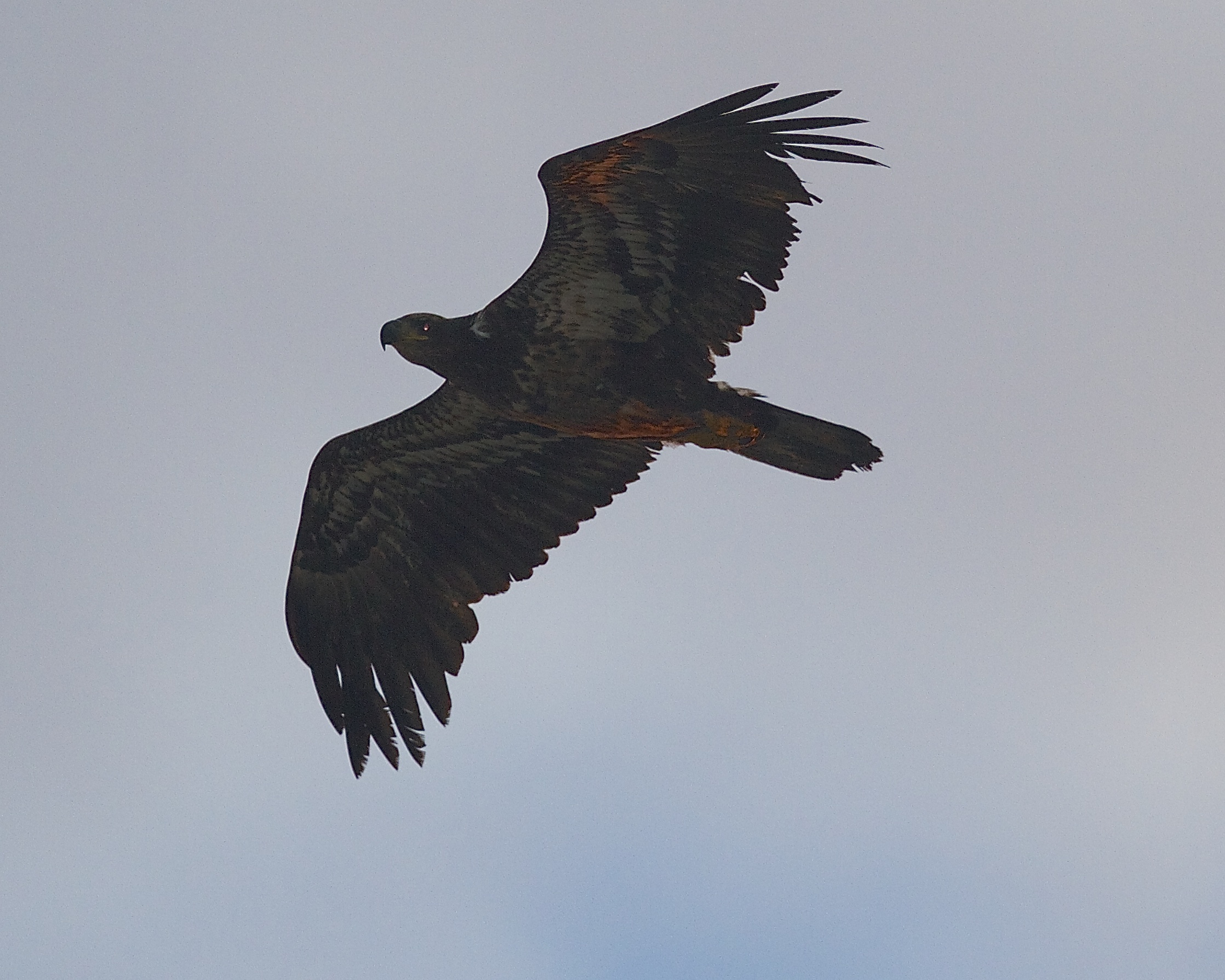 There are watchers above...Sub-adult Bald Eagle flies overhead..