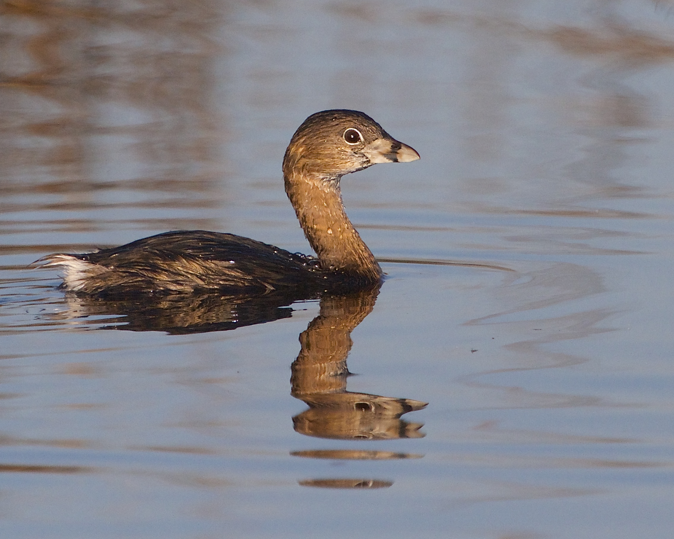 Pied Billed Grebe watches me while I watch it..