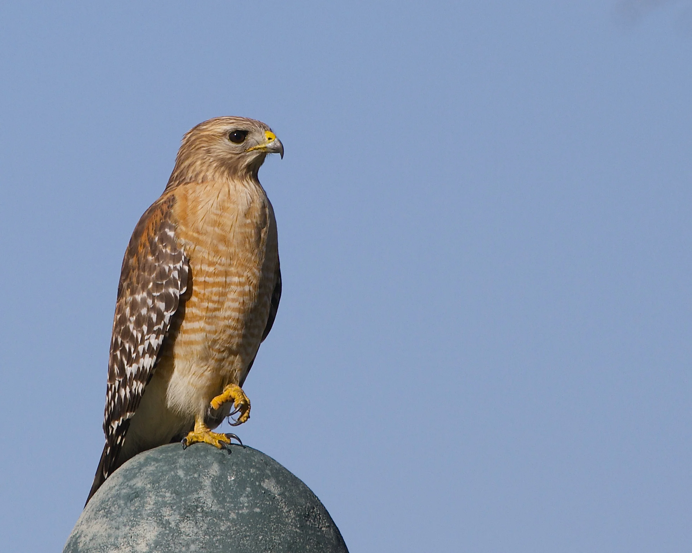 Red Shouldered Hawk watches the feeders for opportunity