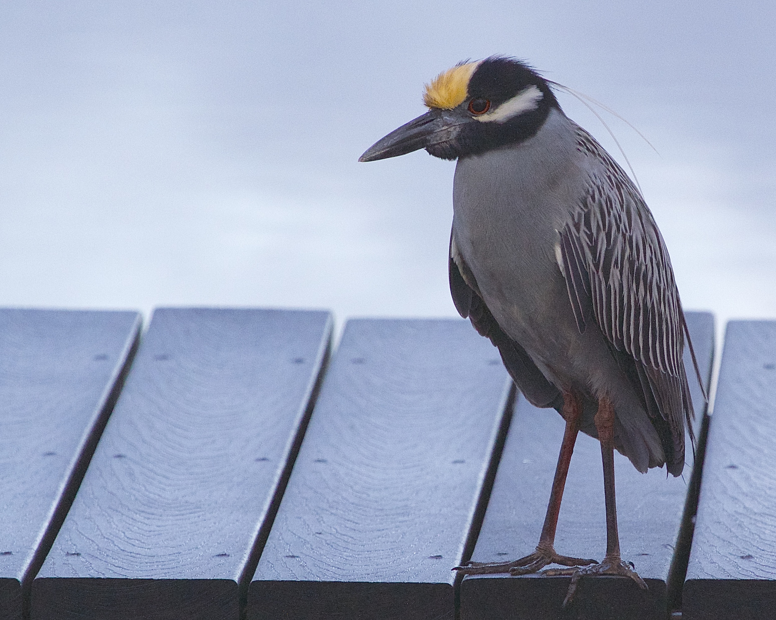 A yellow crown and white plume and band below the eyes clearly identify this heron.