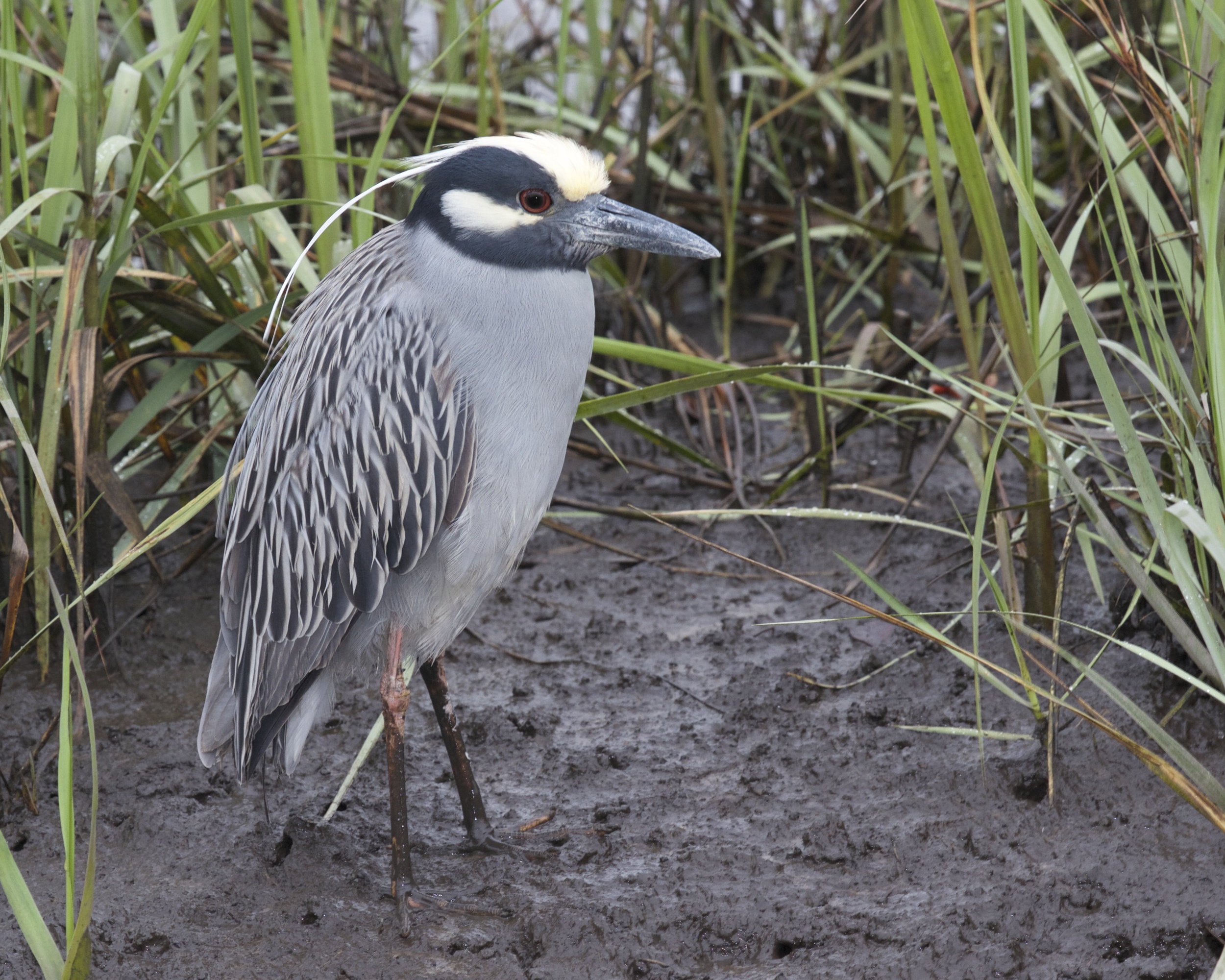 George spends a great deal of time in the mud at low tide!
