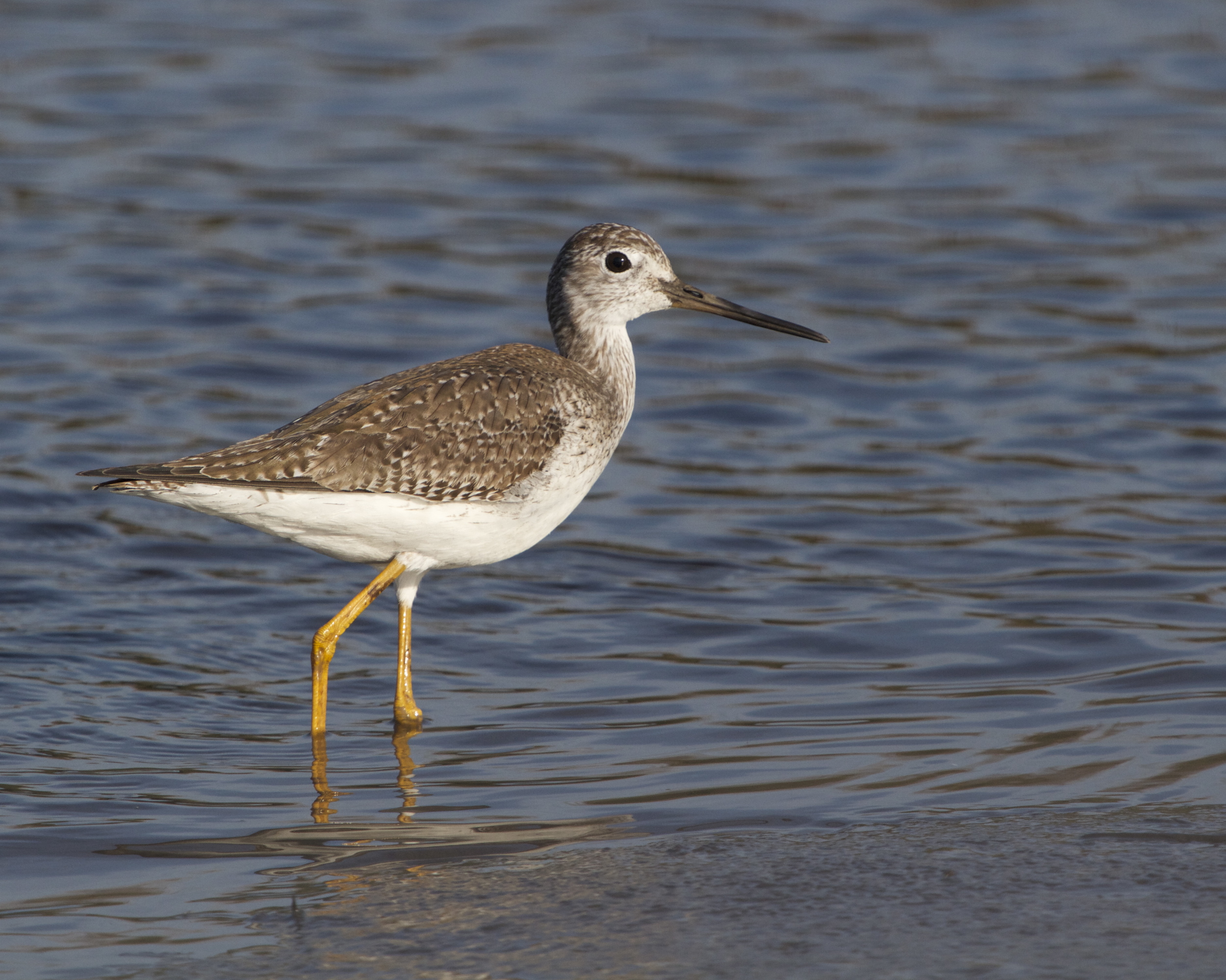 A Greater Yellowlegs Sandpiper joins the hunt for food on the outgoing tide