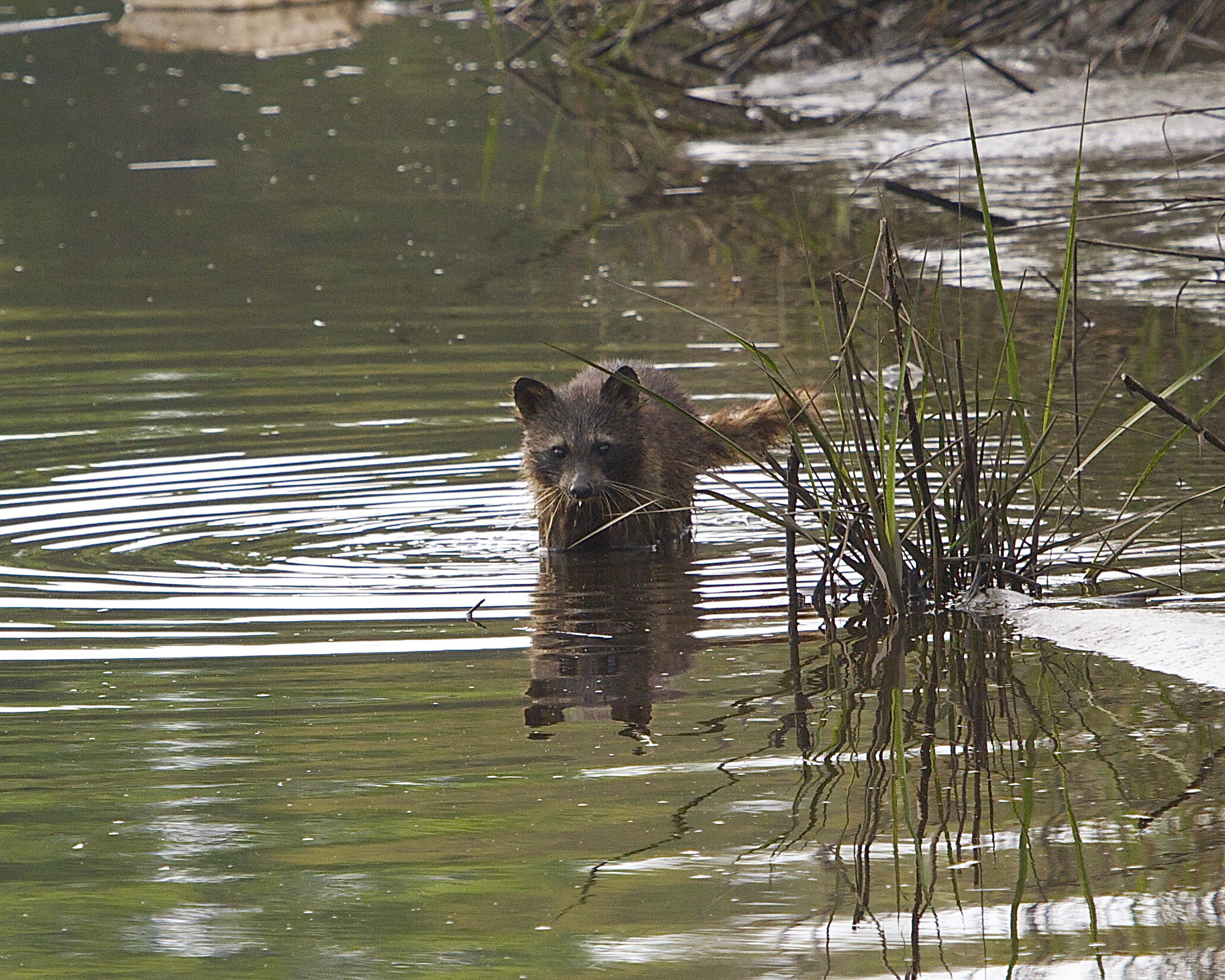 Birds are not the only creatures hunting in the low tide..soggy raccoon emerges from the marsh..