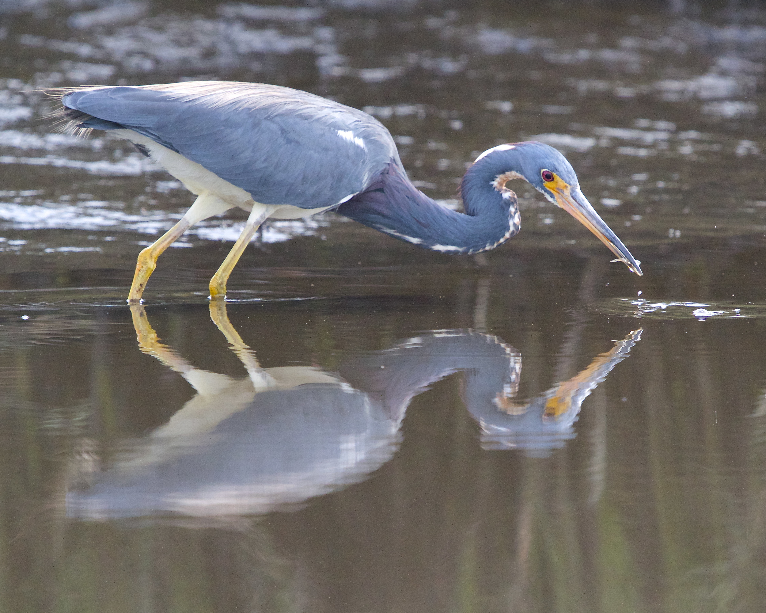 Tricolored Heron captures a snack too!