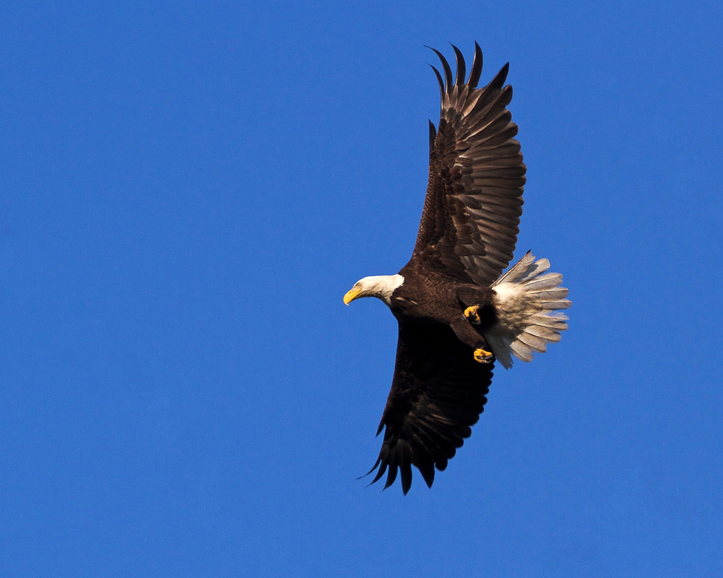 Female Bald Eagle near nest launches from an Electric Power Pole in the area.