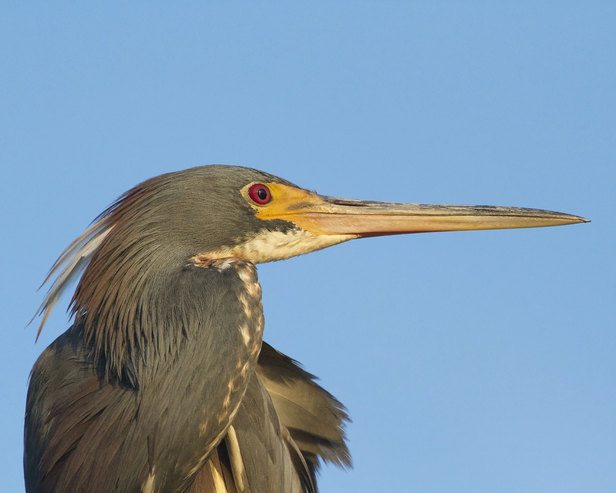 Tricolored Heron