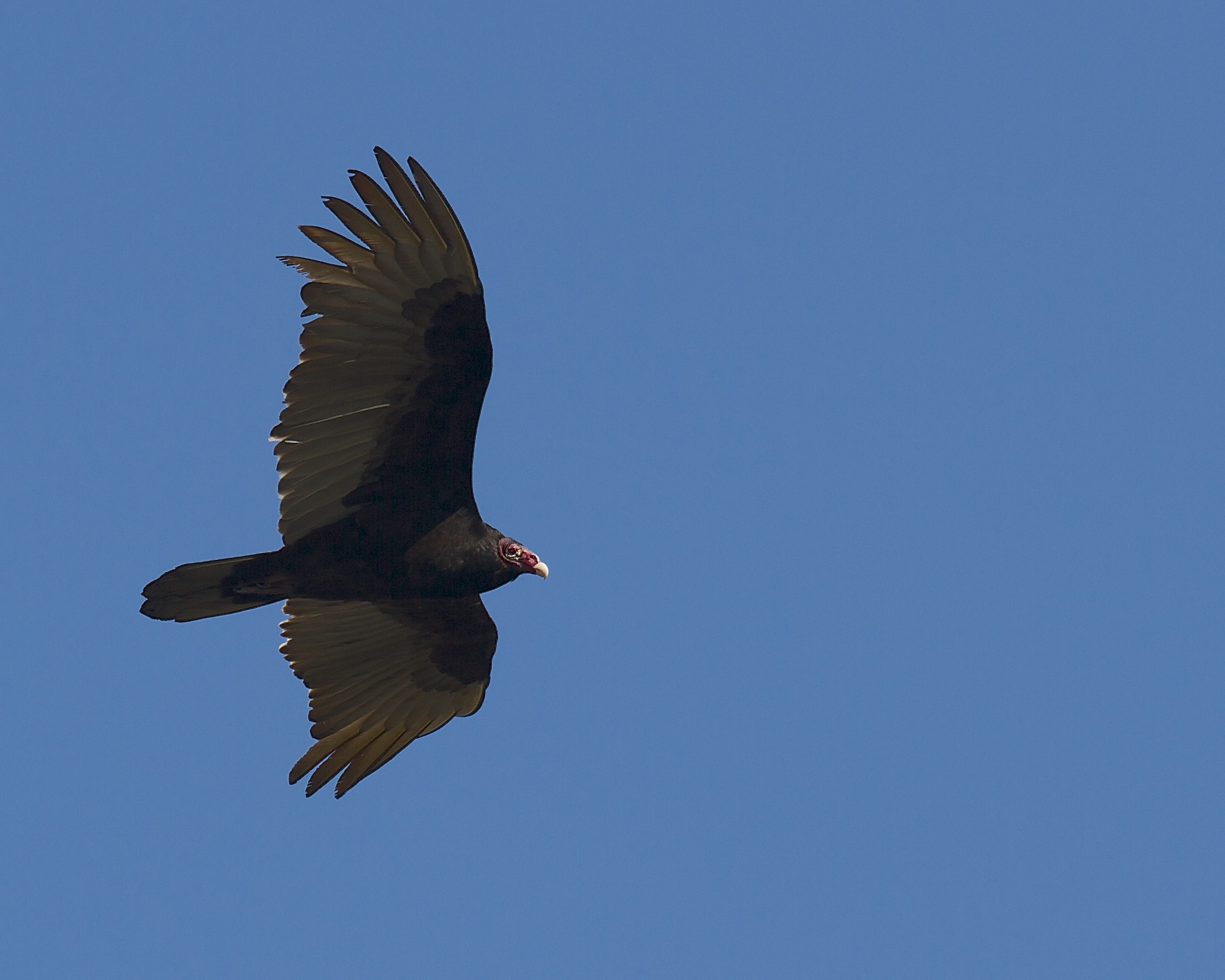 A majestic Bald Eagle , I mean BALD BUZZARD soars right over me on the dock.