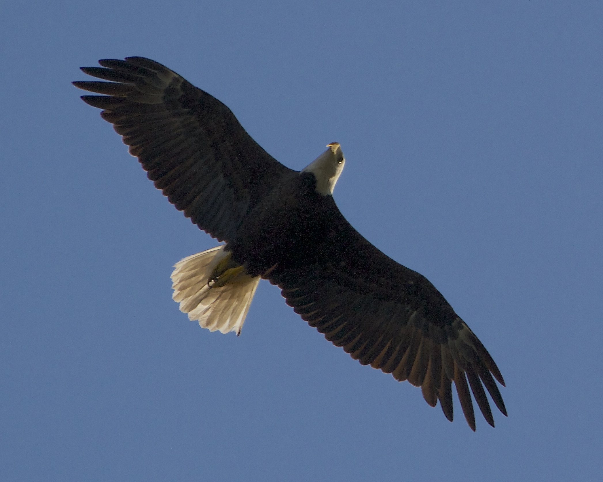 This is the same female adult eagle near the nest. Photo comparisons confirm the identification.