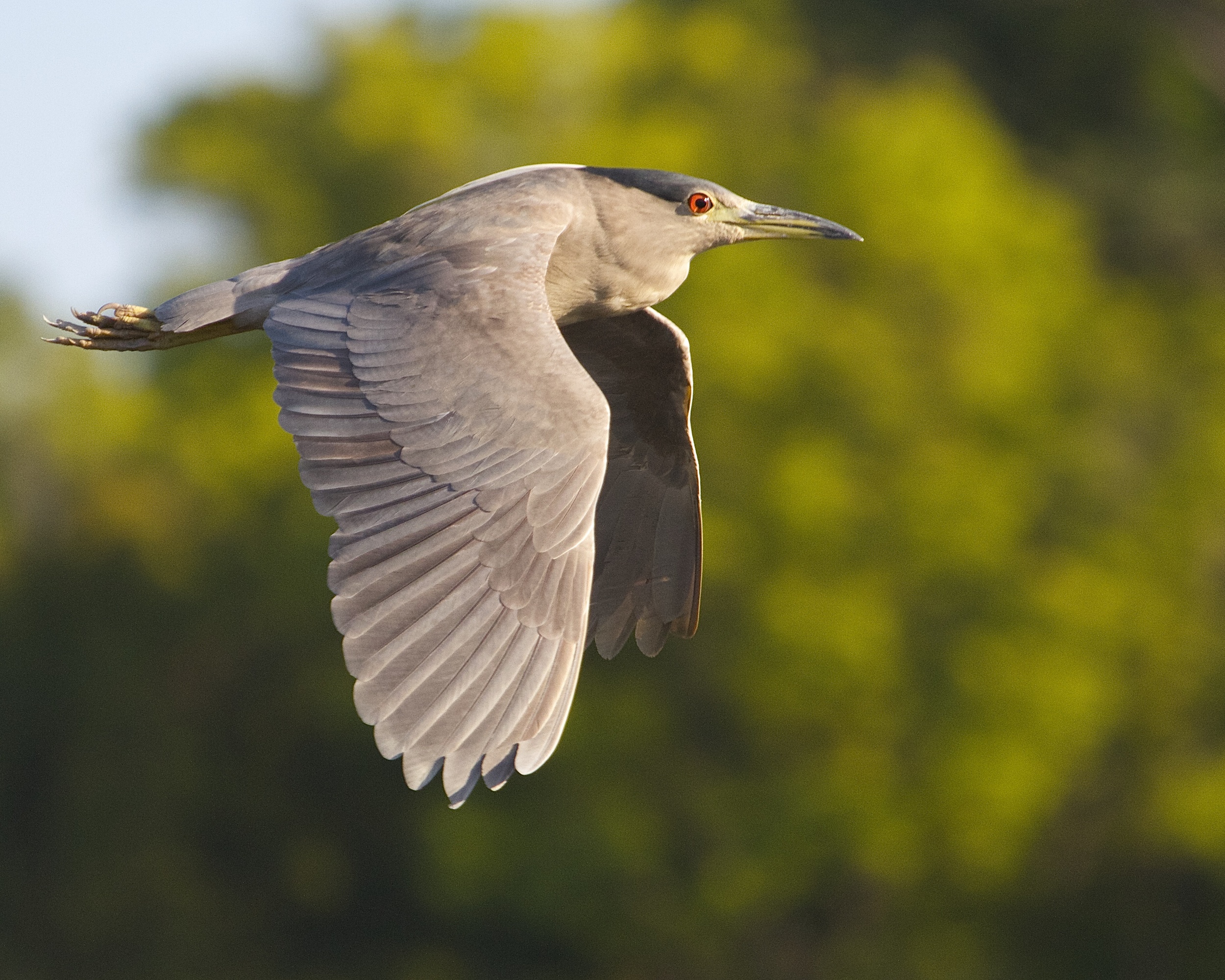 Oh, what a night! Immature Black Crowned Night Heron sets out for an extraordinary night on the Broward.