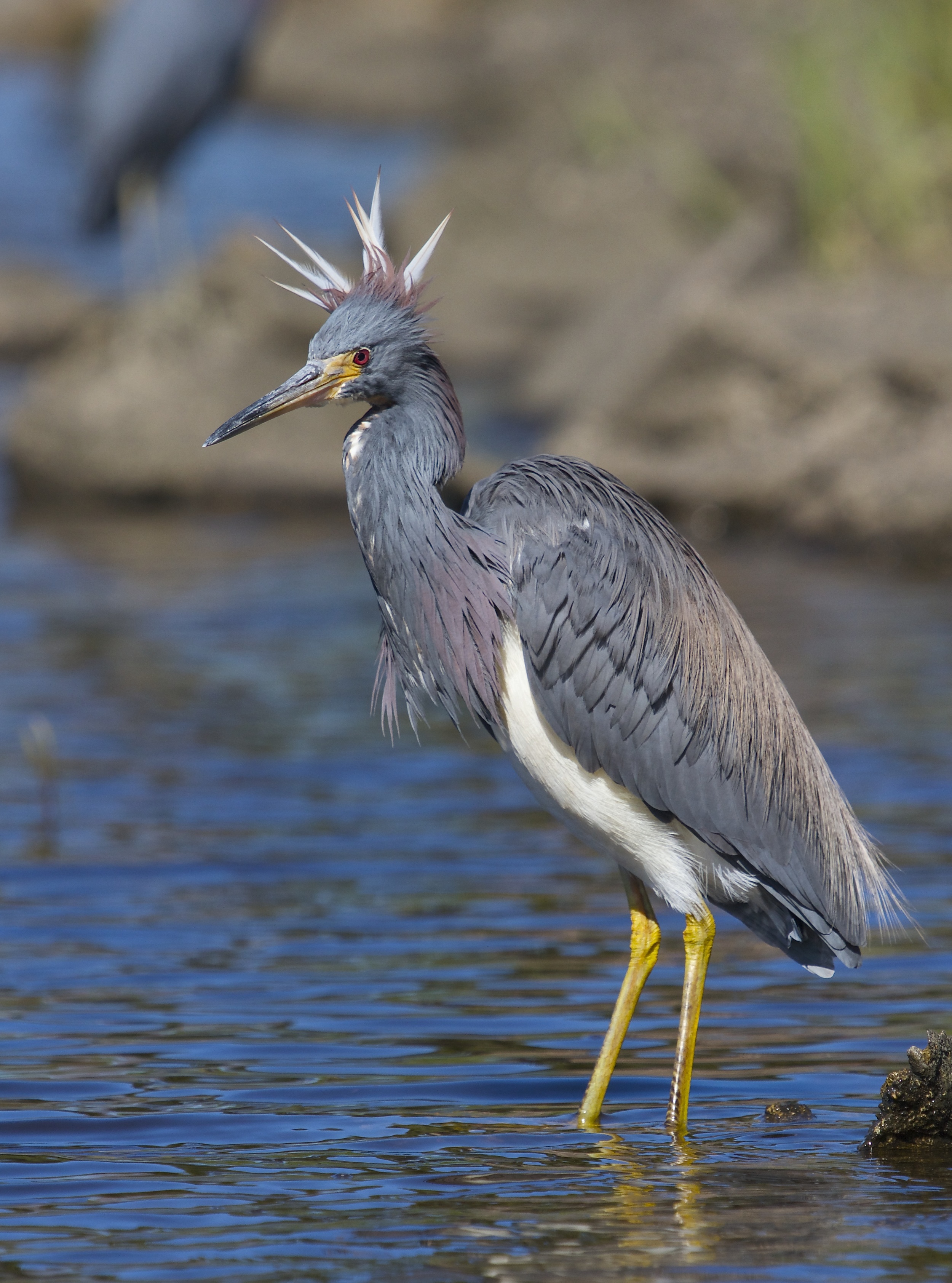 Bad Hair-feather Day for a Tricolored Heron. The beak is beginning to turn blue for breeding.