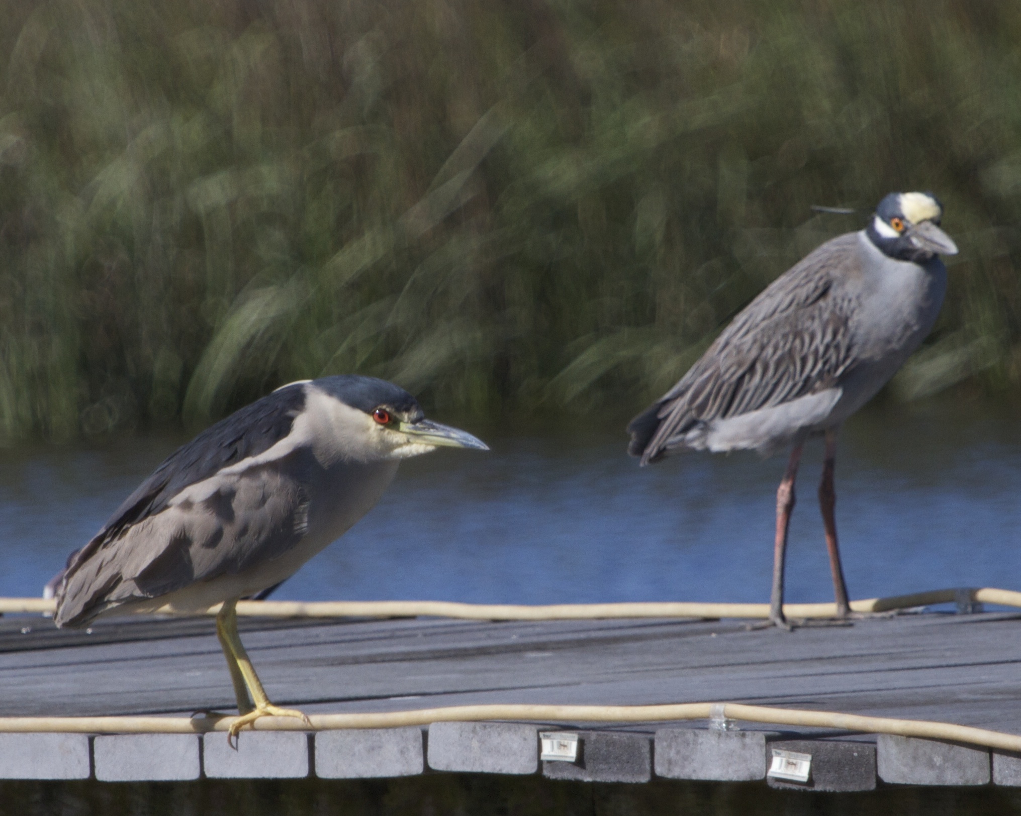 Mature Black Crowned (foreground) and Yellow Crowned Night Heron (Aka George) discuss the evenings adventures.