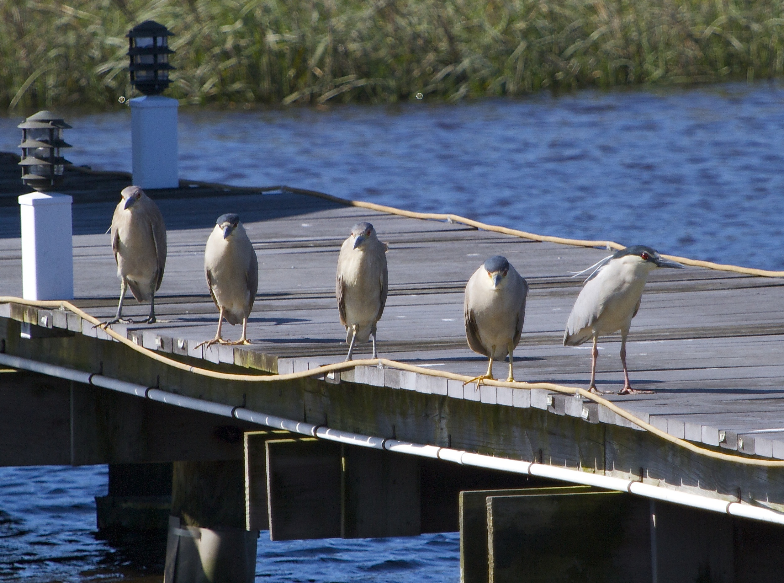 Ok, you over there, put down the camera or we are all going to an extraordinary "poop" on the dock! Right George?