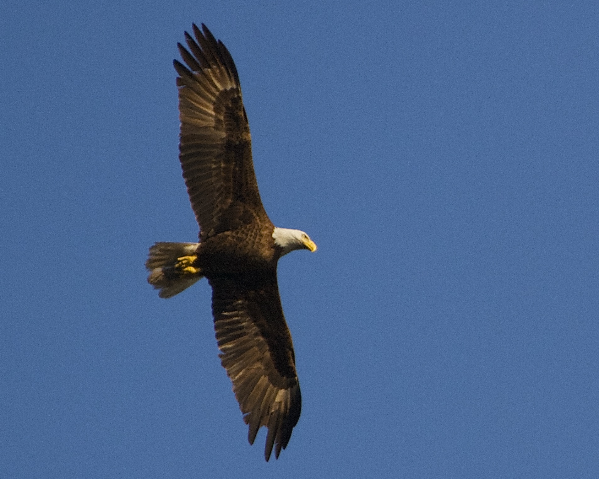 Broken Feather, the adult Male Bald Eagle heads home to the nest after a long day of hunting for the family..